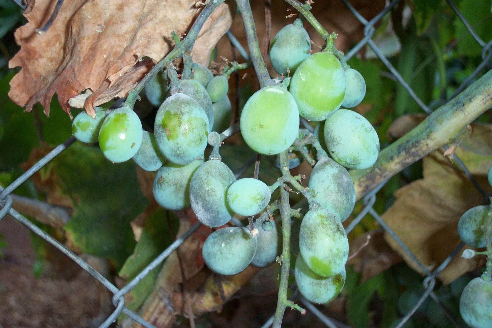 European Grapevine (Vitis Vinifera) — with leaves that can span 5 to 7 inches across; it typically reaches lengths of up to 40 feet