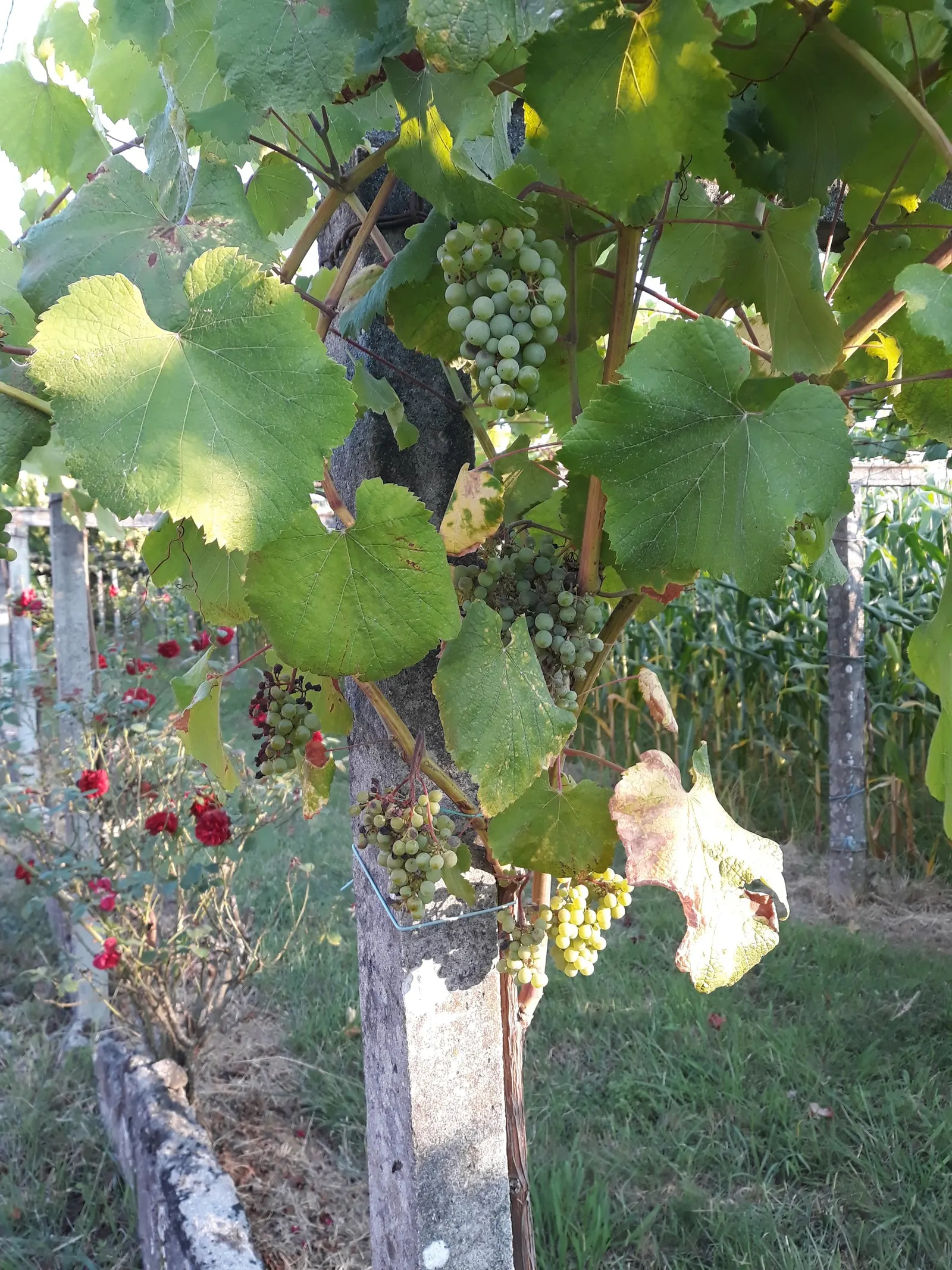 European Grapevine (Vitis Vinifera) — This deciduous vine is native to the Mediterranean region; with leaves that can span 5 to 7 inches across, image 63