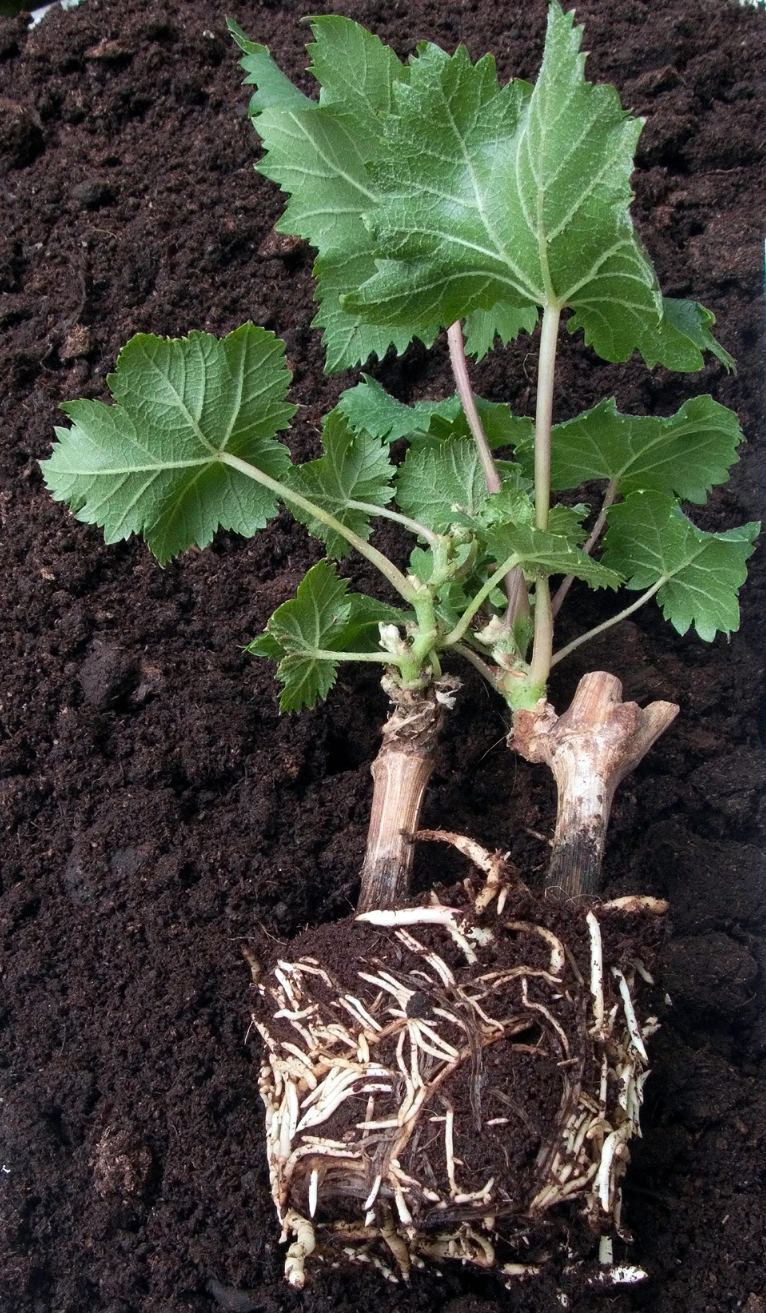 European Grapevine (Vitis Vinifera) — This vine can extend up to 50 feet and is trellised for optimal fruit production; with leaves that can span 5, image 59