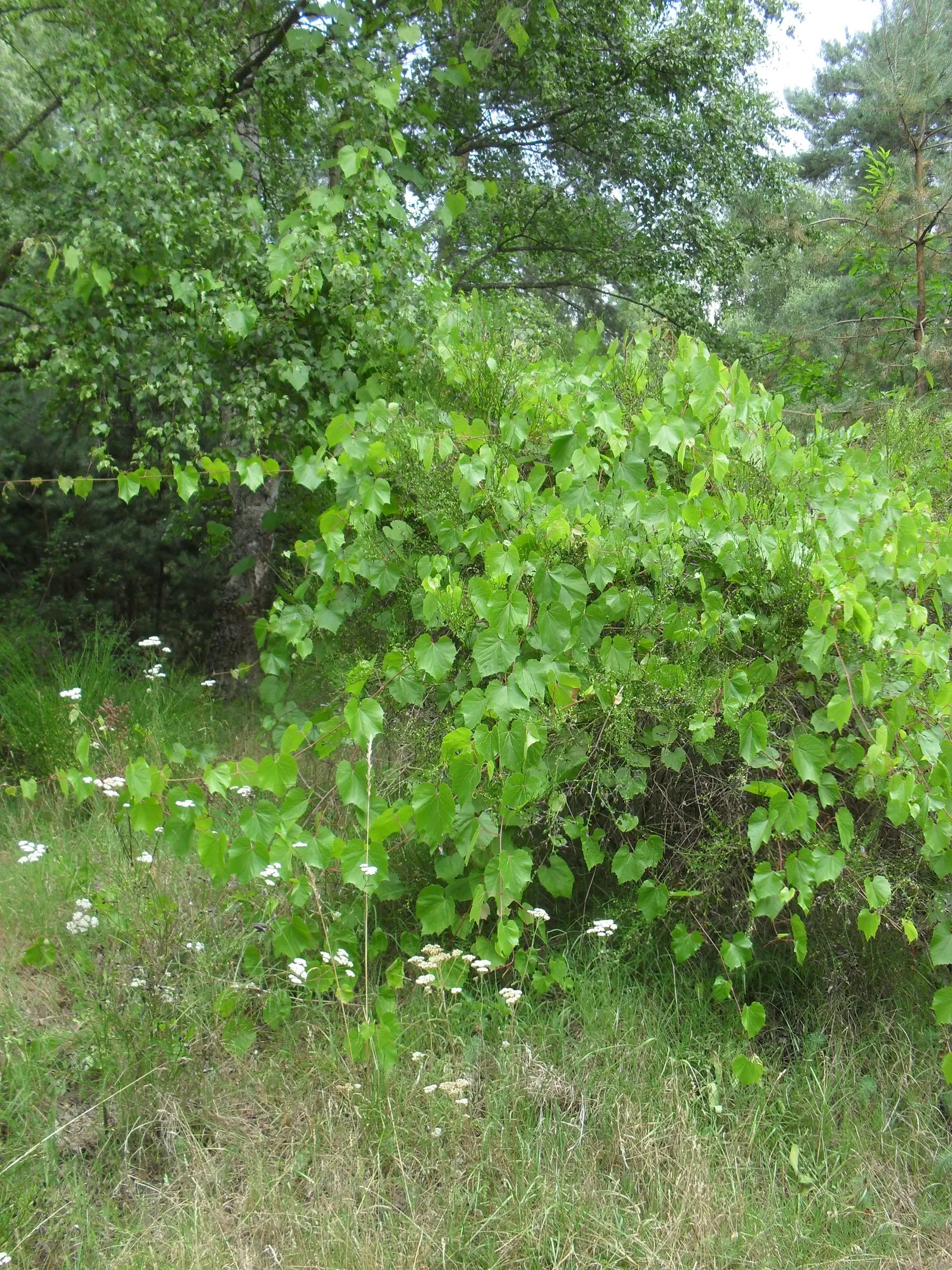 European Grapevine (Vitis Vinifera) — This vine can extend up to 50 feet and is trellised for optimal fruit production; with leaves that can span 5 to 7 inches