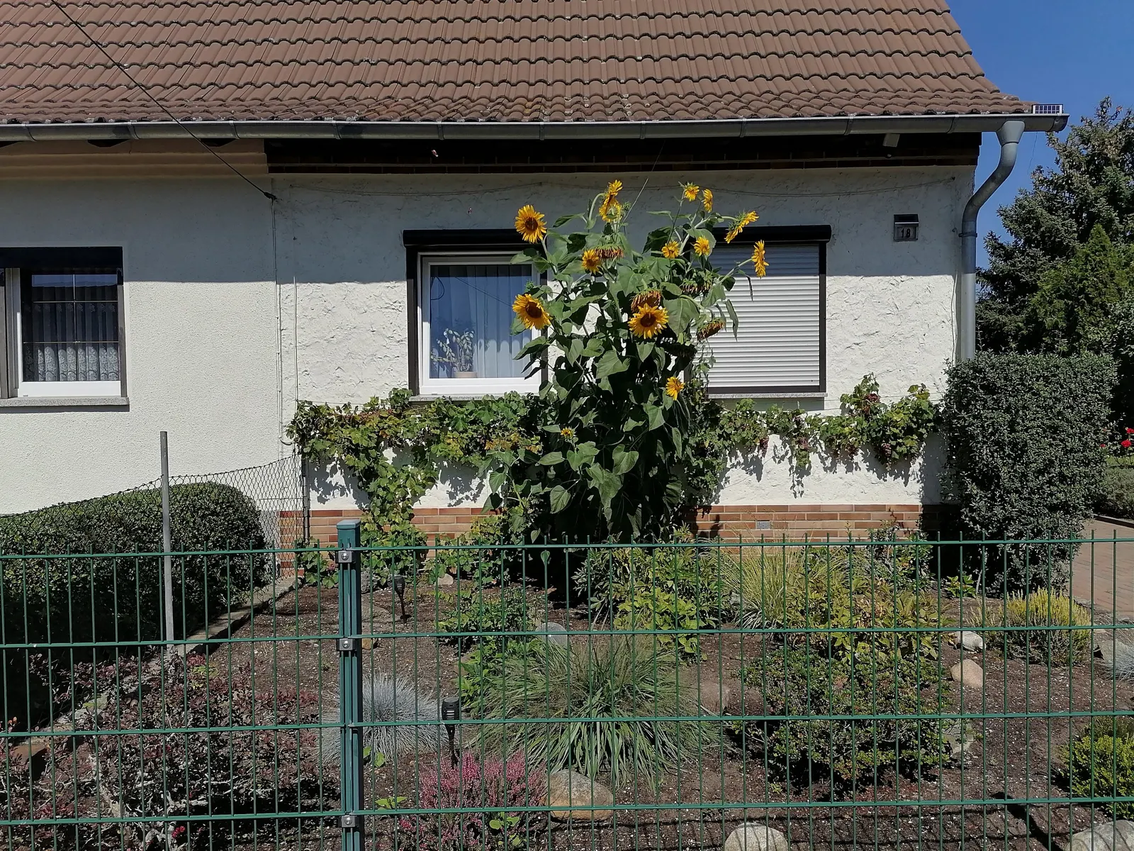 European Grapevine (Vitis Vinifera) — with leaves that can span 5 to 7 inches across