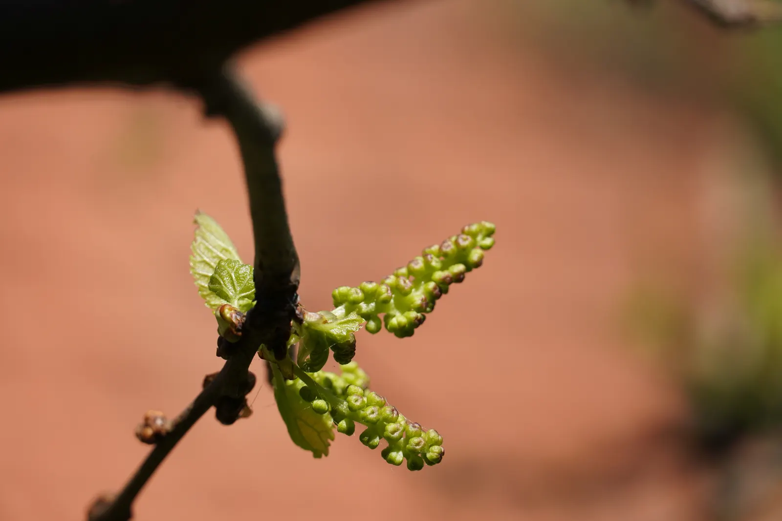 European Grapevine (Vitis Vinifera) — and it has been cultivated for thousands of years for wine production