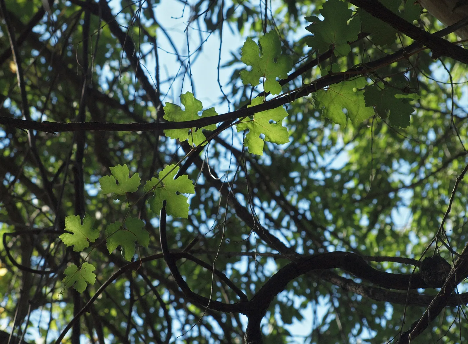 European Grapevine (Vitis Vinifera) — and dried grapes (raisins).<br><br>For landscape design; its broad leaves enhance privacy, and in fall, they turn vibrant