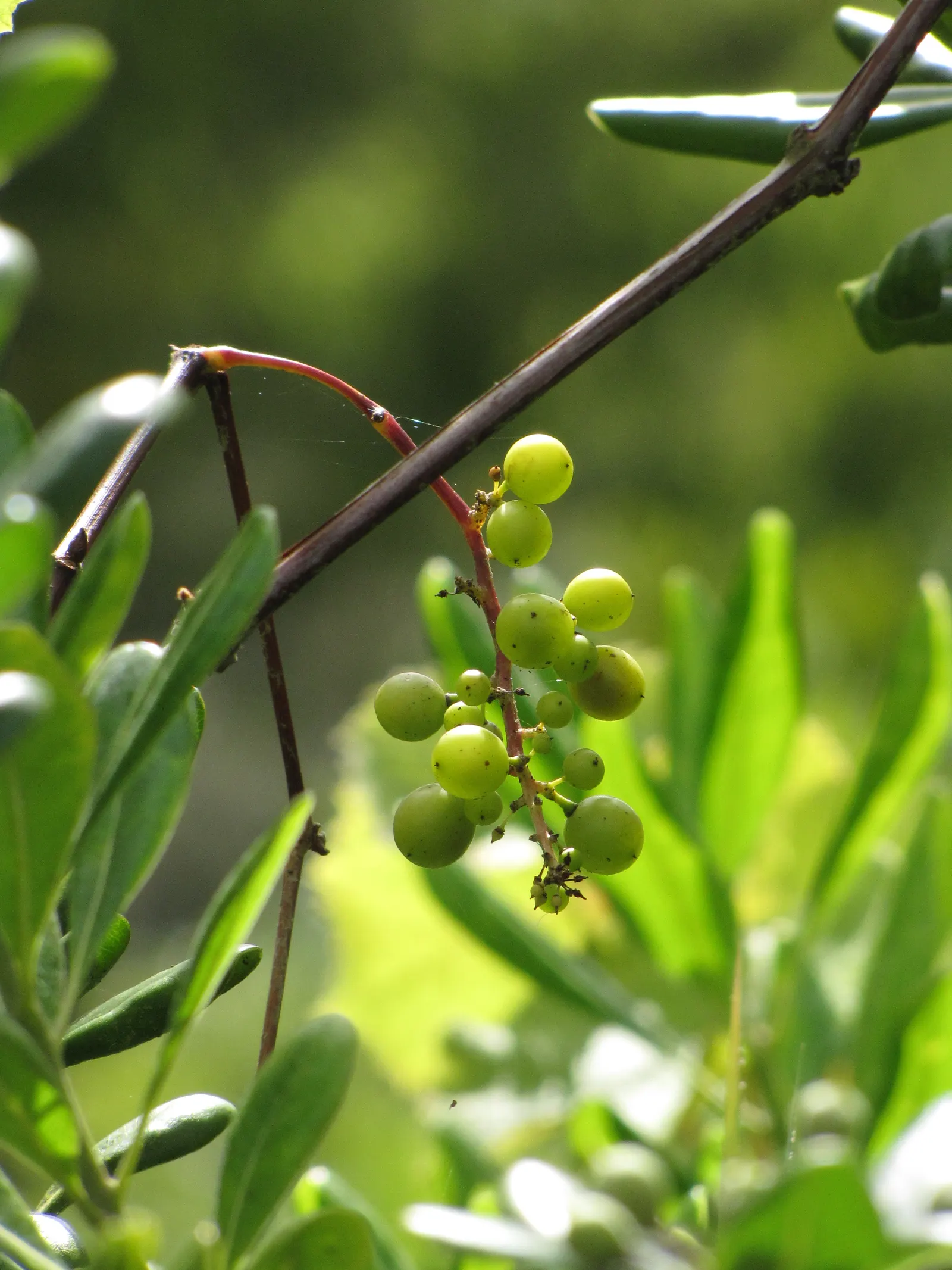 European Grapevine (Vitis Vinifera) — which then develop into grapelike fruits; with leaves that can span 5 to 7 inches across, image 79
