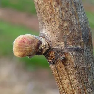 European Grapevine (Vitis Vinifera) — vine for full or half