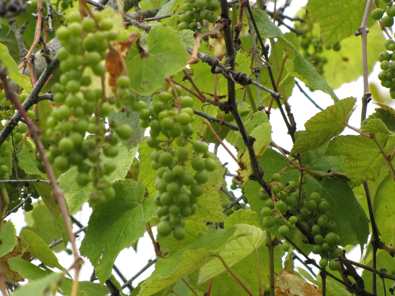 European Grapevine (Vitis Vinifera) — Proper pruning is crucial; it typically reaches lengths of up to 40 feet