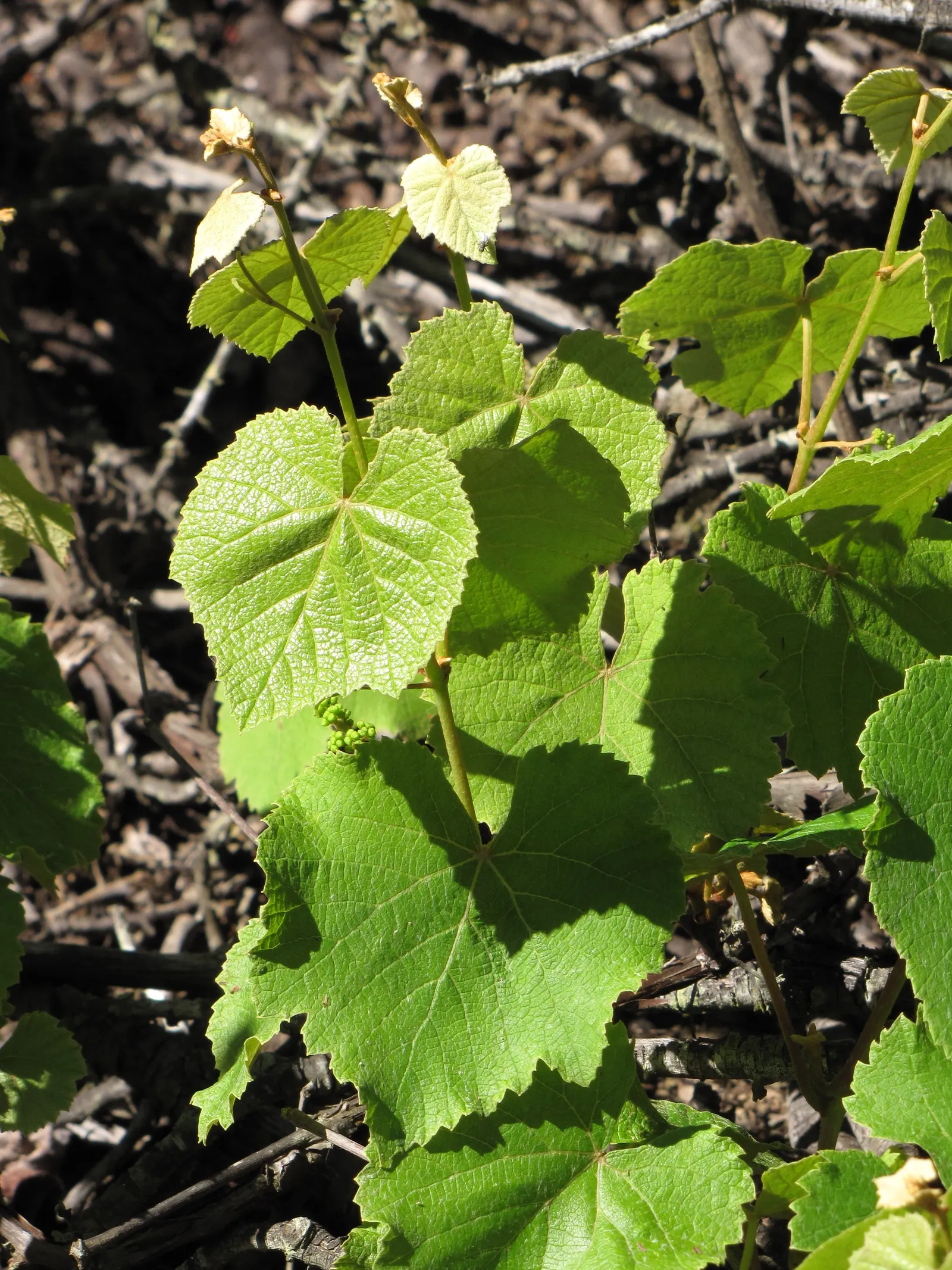 European Grapevine (Vitis Vinifera) — which then develop into grapelike fruits; with leaves that can span 5 to 7 inches across