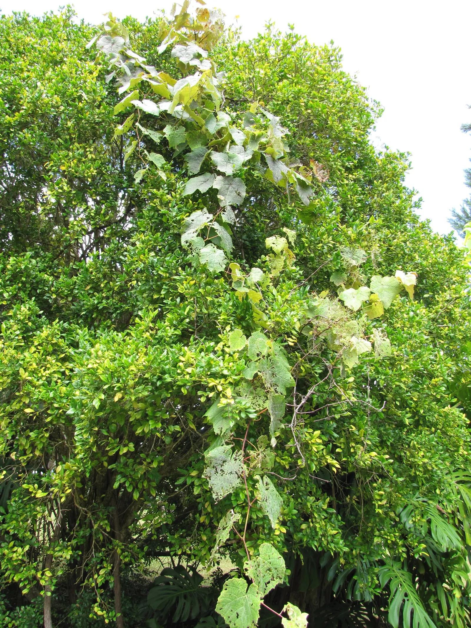 European Grapevine (Vitis Vinifera) — requiring at least 6 hours of direct sunlight daily