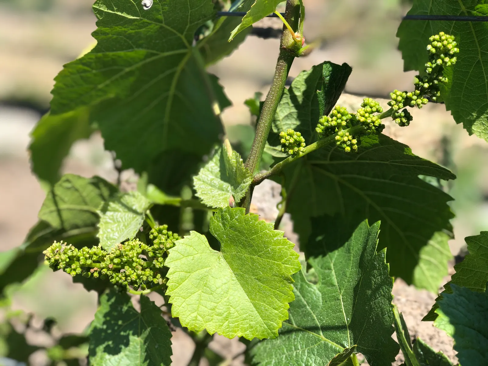 European Grapevine (Vitis Vinifera) — Vitis vinifera offers year-round visual interest and a taste of tradition