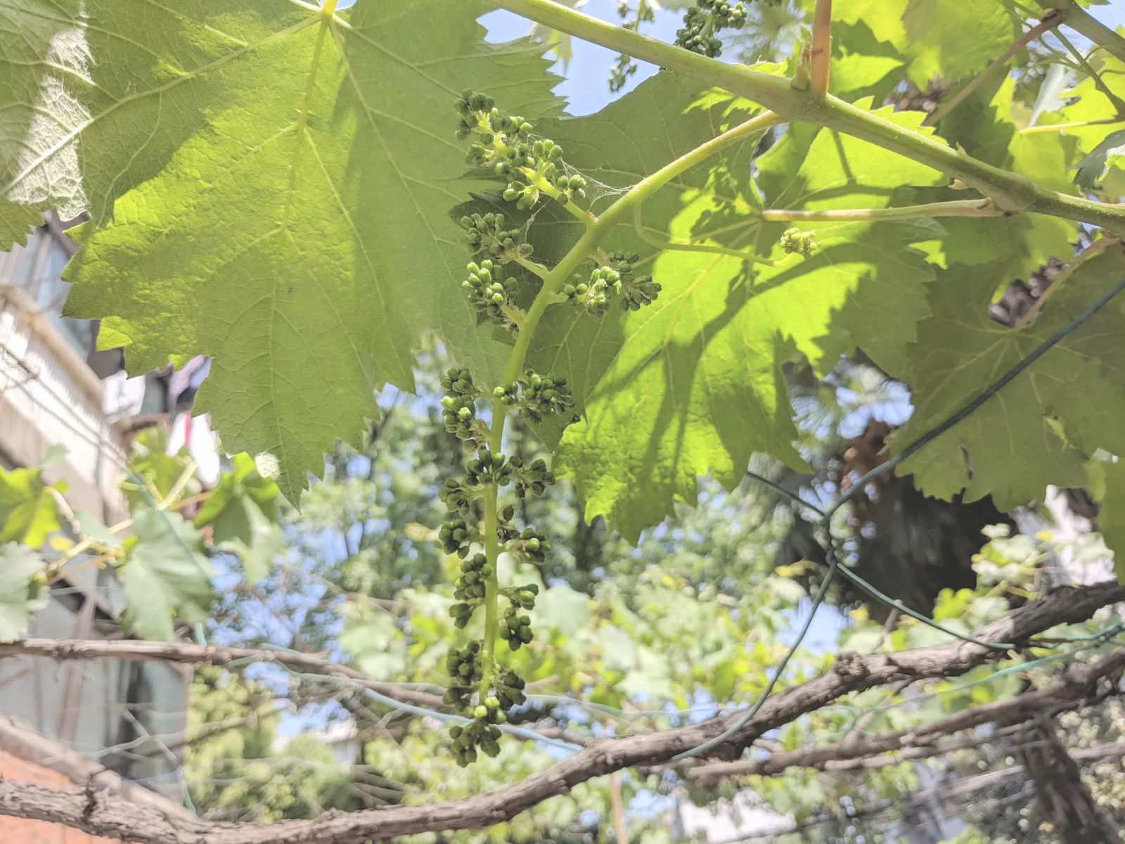 European Grapevine (Vitis Vinifera) — lending lush greenery in spring and summer; with leaves that can span 5 to 7 inches across, image 75