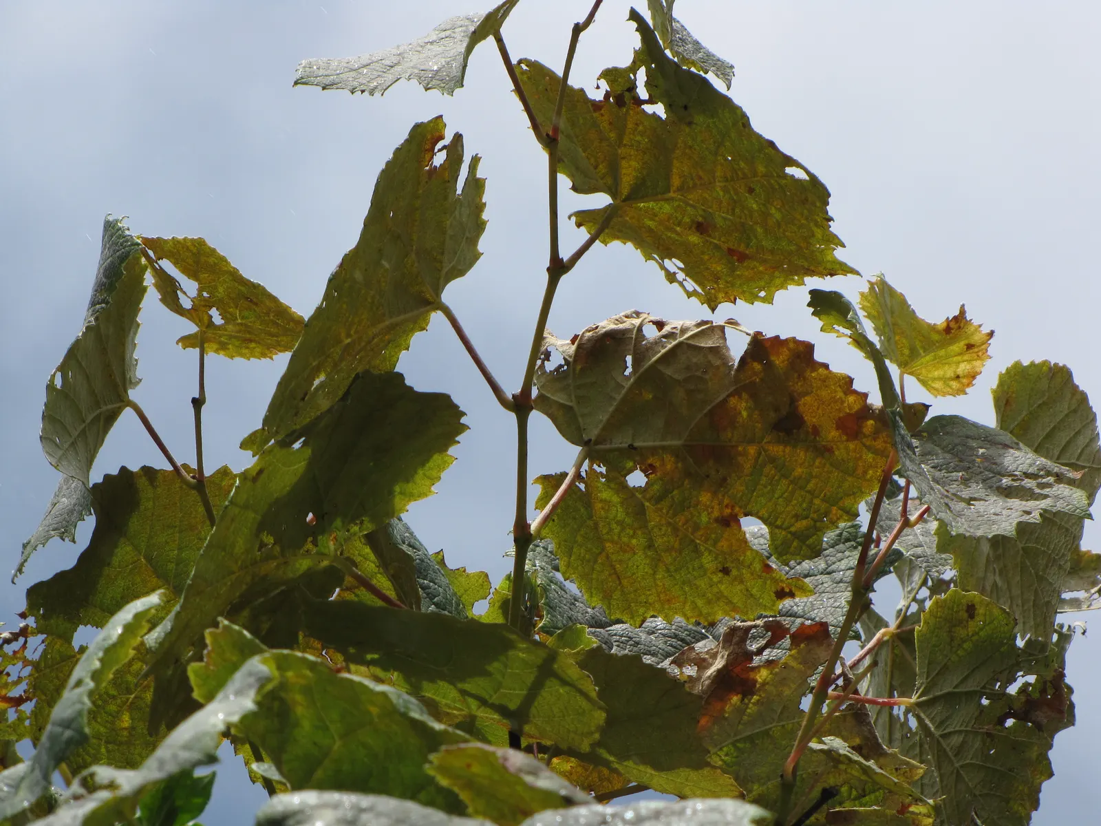 European Grapevine (Vitis Vinifera) — Vitis vinifera offers year-round visual interest and a taste of tradition; with leaves that can span 5 to 7, image 83