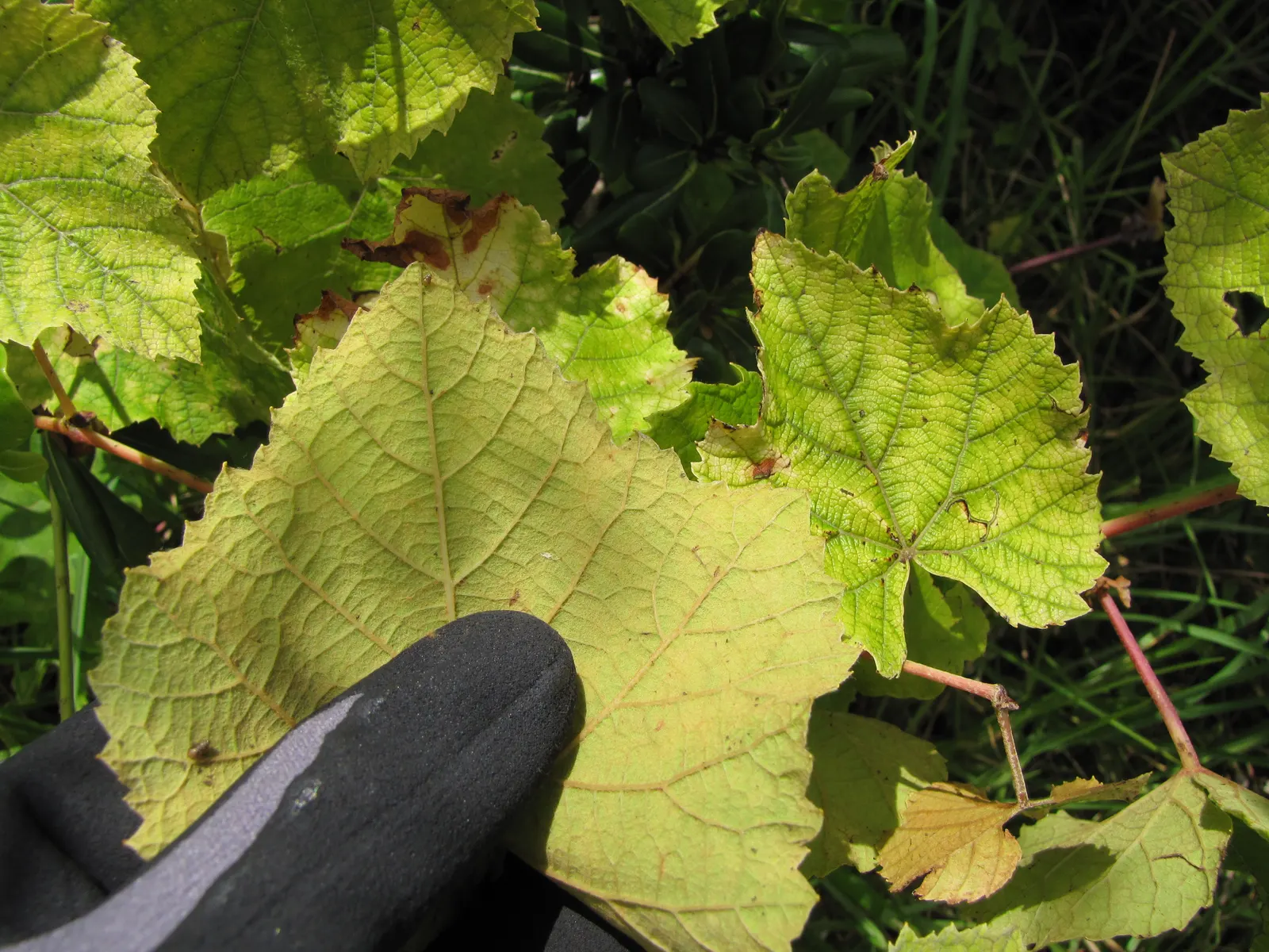 European Grapevine (Vitis Vinifera) — Its broad leaves enhance privacy, and in fall, they turn vibrant hues; consider its growth habit which requires support