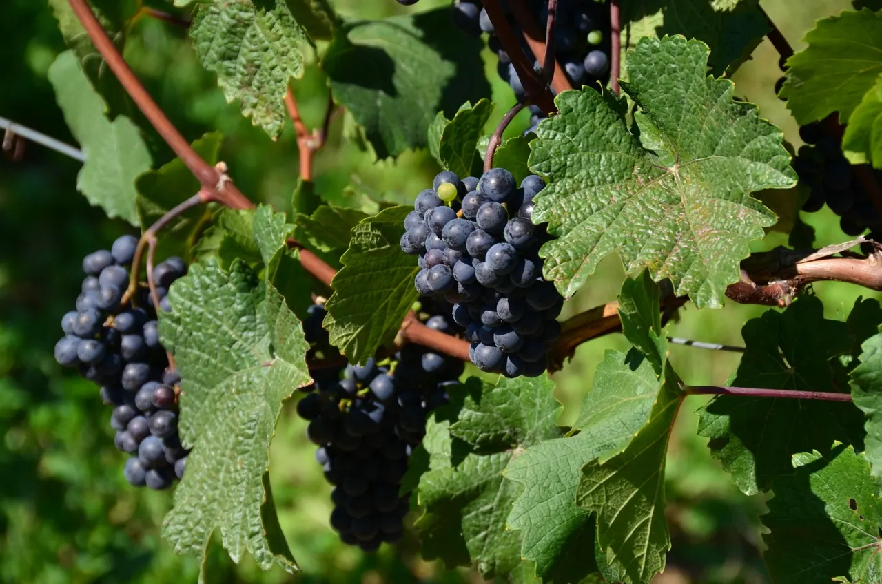 European Grapevine (Vitis Vinifera) — and it has been cultivated for thousands of years for wine production; consider its growth habit which, image 64