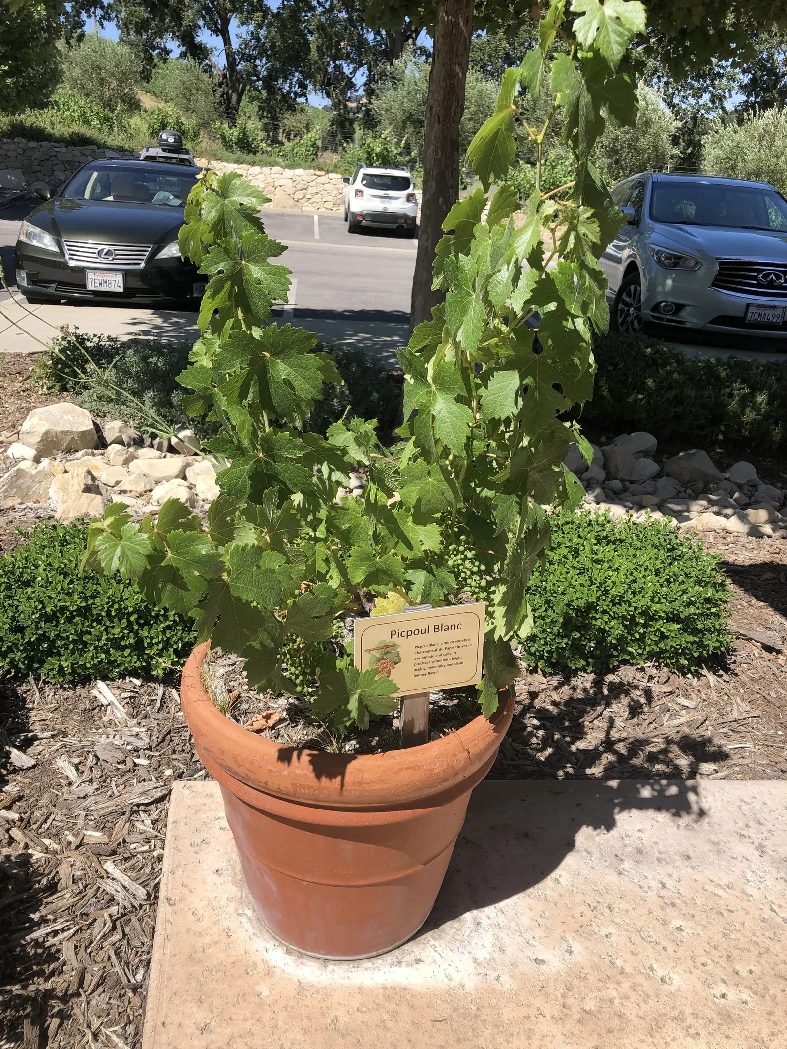 European Grapevine (Vitis Vinifera) — the vine produces clusters of small greenish flowers in spring; it typically reaches lengths of up to 40 feet