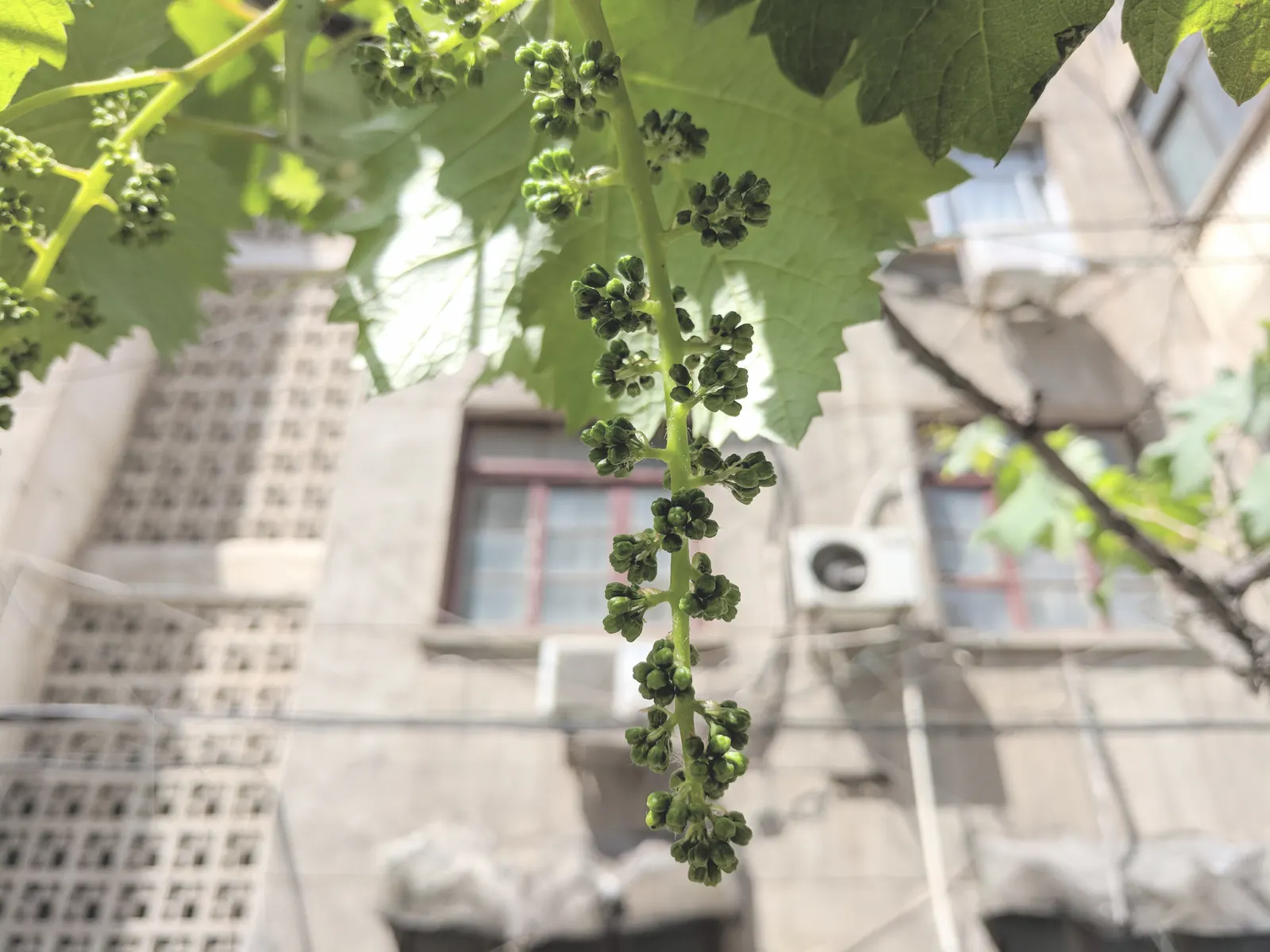 European Grapevine (Vitis Vinifera) — it's often kept at a height of around 6 to 10 feet; its broad leaves enhance privacy, and in fall, they turn, image 69