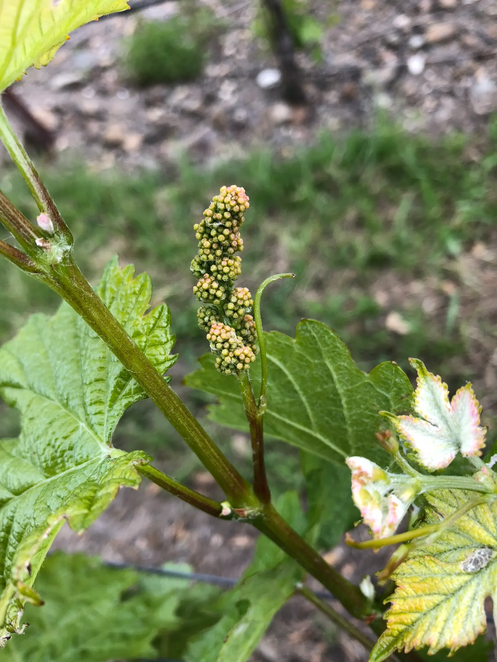 European Grapevine (Vitis Vinifera) — lending lush greenery in spring and summer