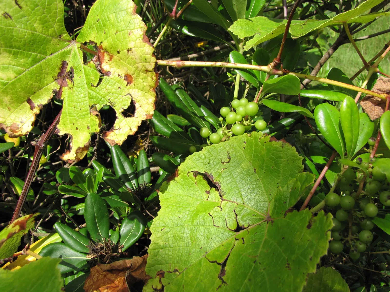 European Grapevine (Vitis Vinifera) — though for landscape use and easier management; consider its growth habit which requires support structures, image 68