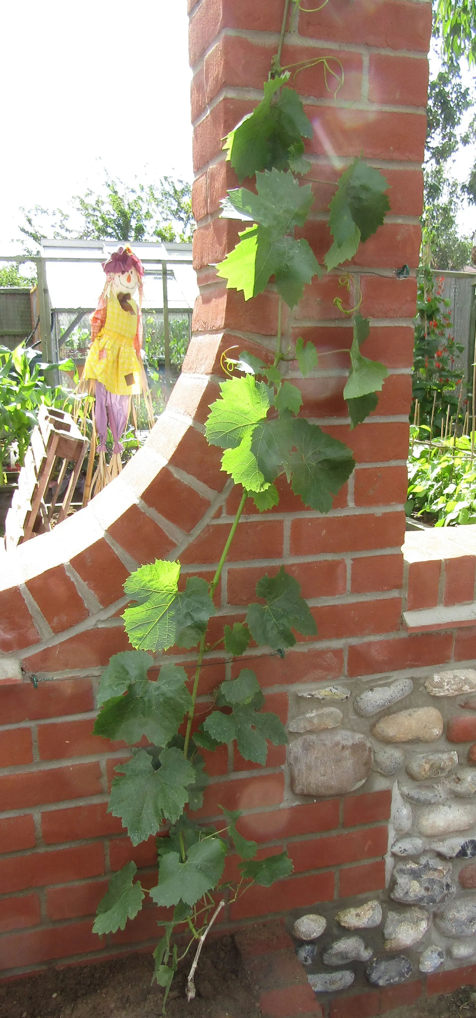 European Grapevine (Vitis Vinifera) — It thrives in well-drained soil with full sun, requiring a minimum of 6-8 feet of space to flourish; it, image 58