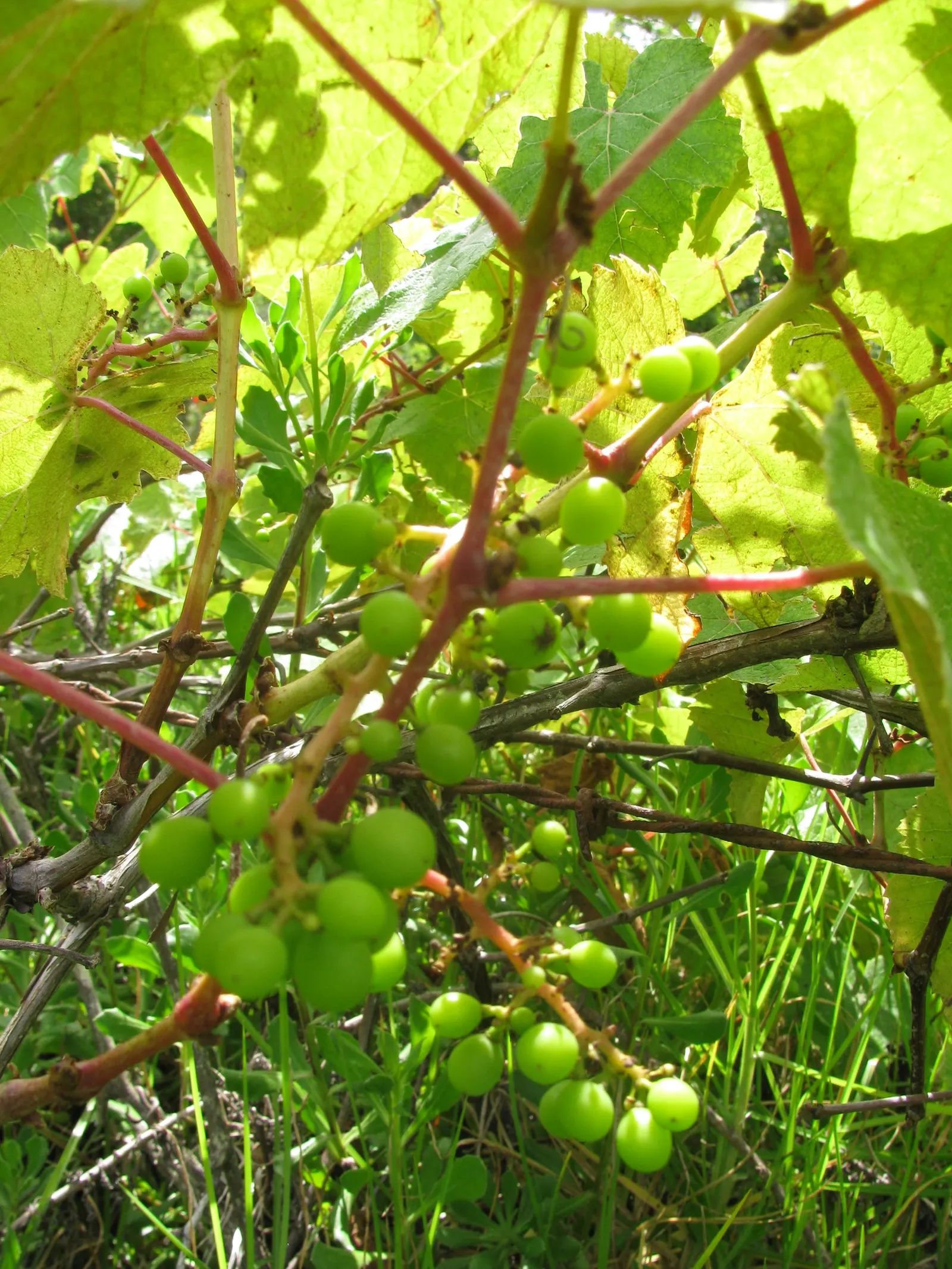 European Grapevine (Vitis Vinifera) — Vitis vinifera, the European Grapevine, is a deciduous vine cultivated for its fruit in zones 7-10; its broad, image 85