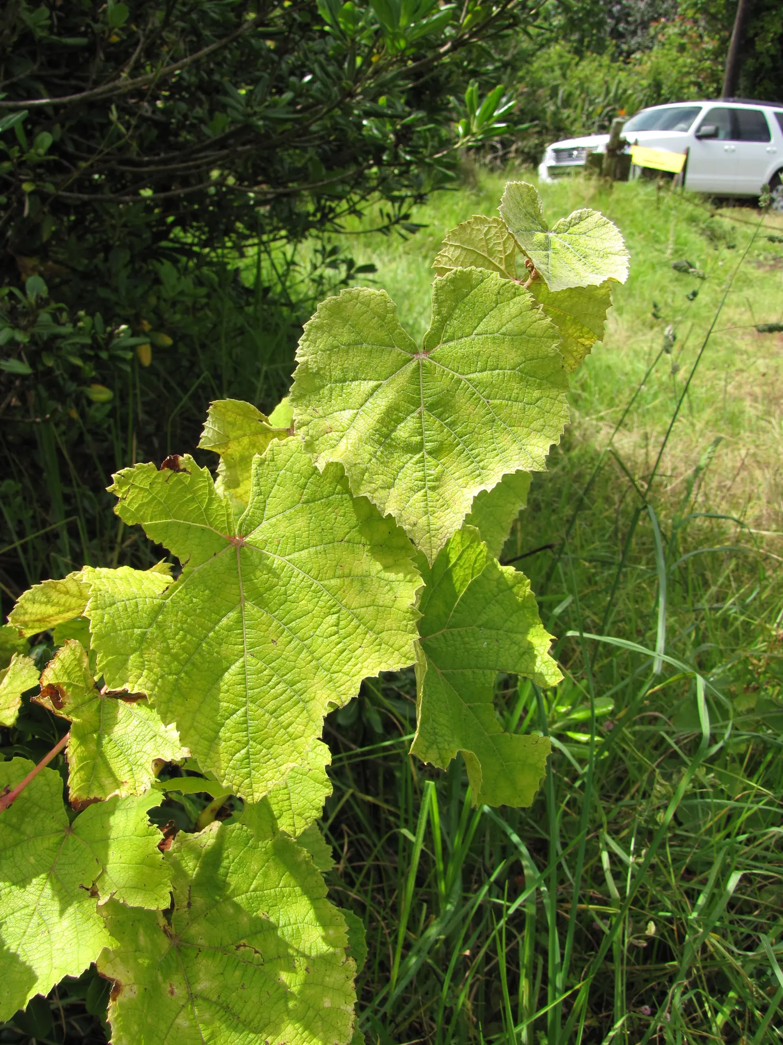 European Grapevine (Vitis Vinifera) — it's often kept at a height of around 6 to 10 feet; its broad leaves enhance privacy, and in fall, they turn vibrant hues