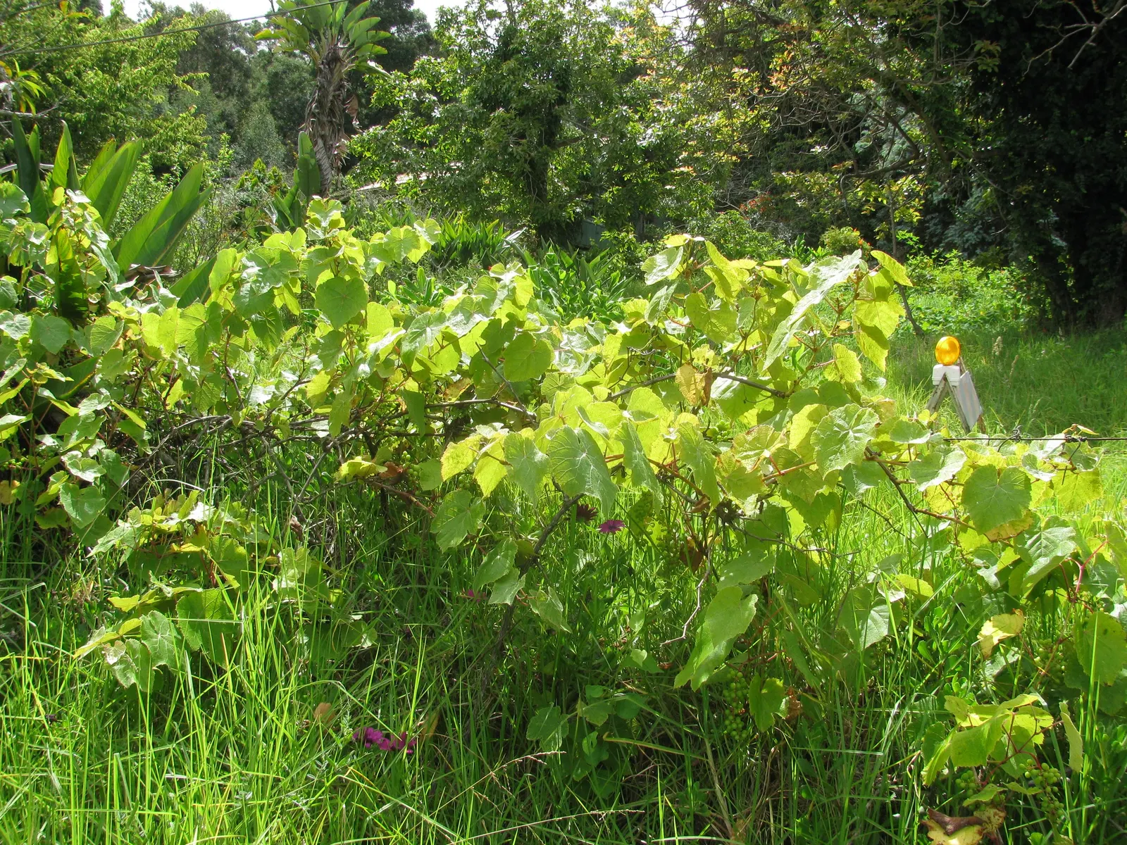 European Grapevine (Vitis Vinifera) — This deciduous vine is native to the Mediterranean region; with leaves that can span 5 to 7 inches across