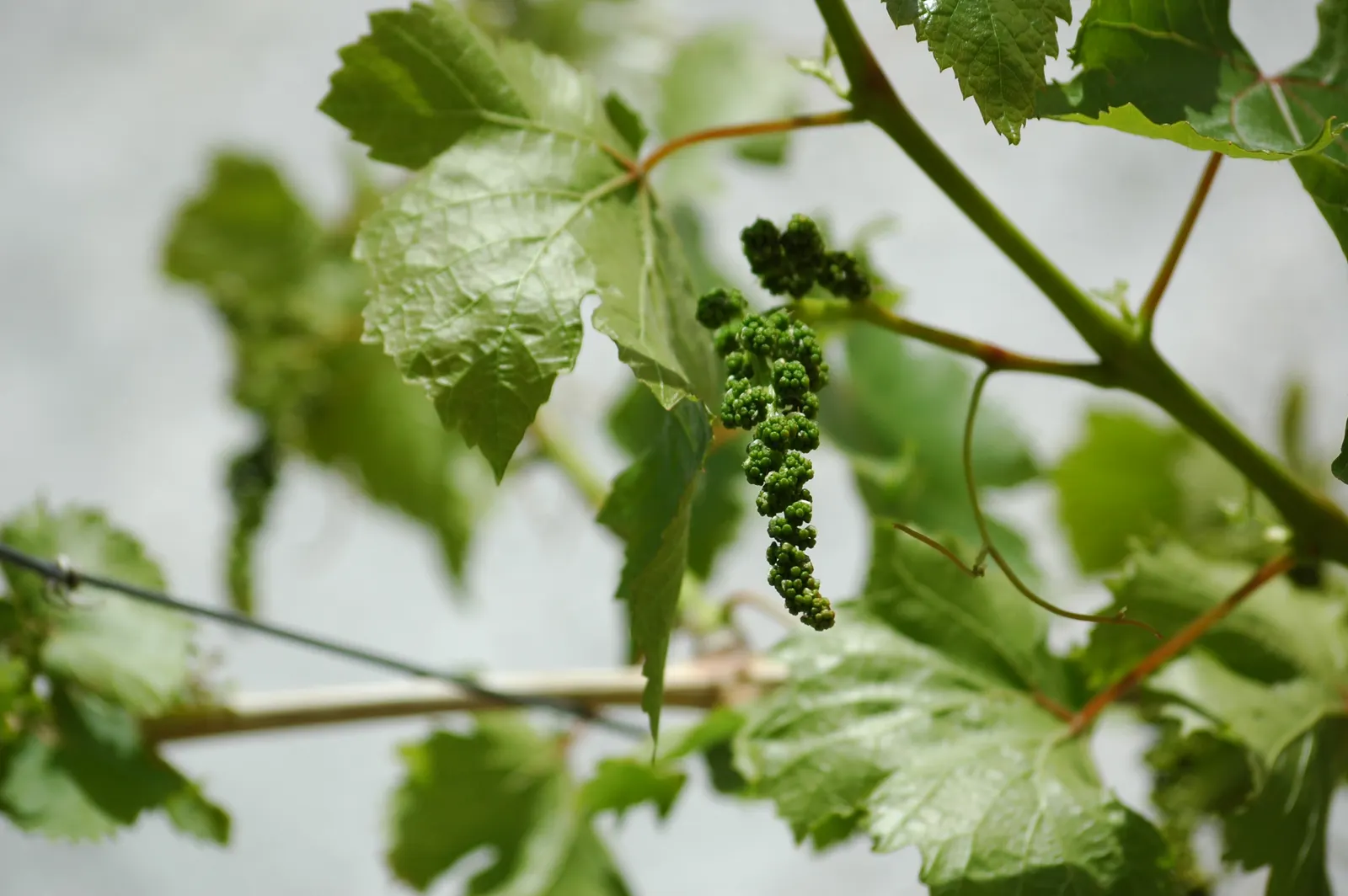 European Grapevine (Vitis Vinifera) — In addition to its foliage