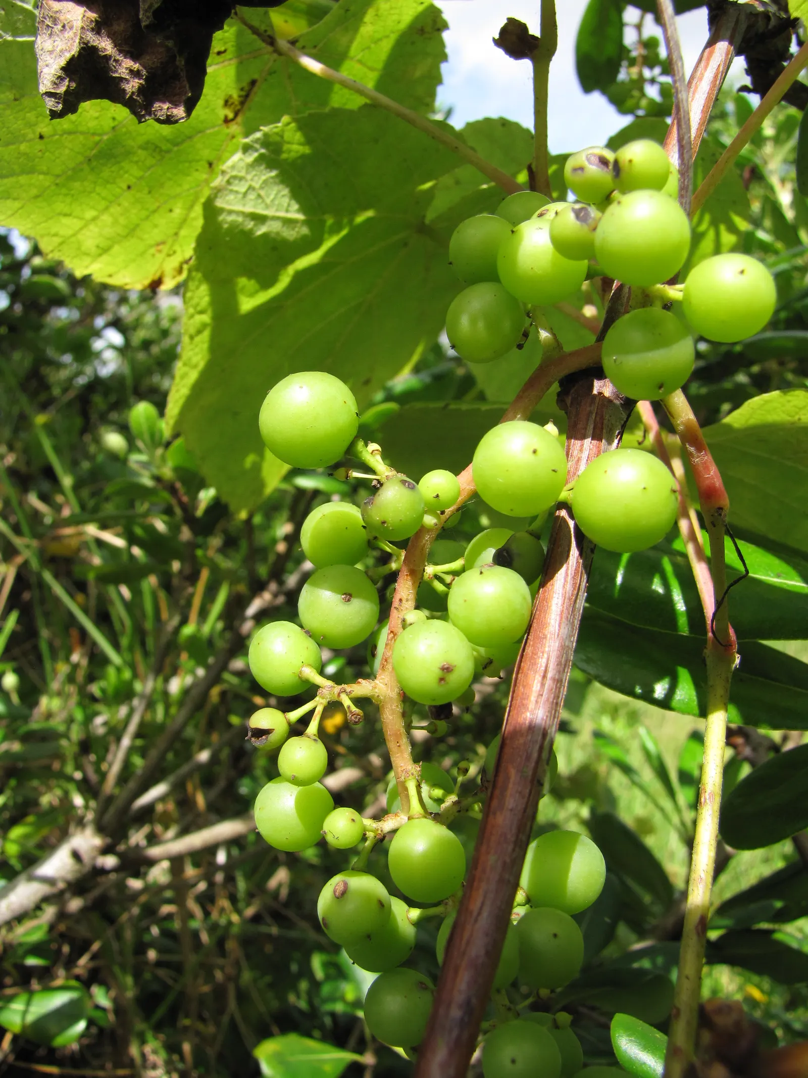 European Grapevine (Vitis Vinifera) — This vine can extend up to 50 feet and is trellised for optimal fruit production