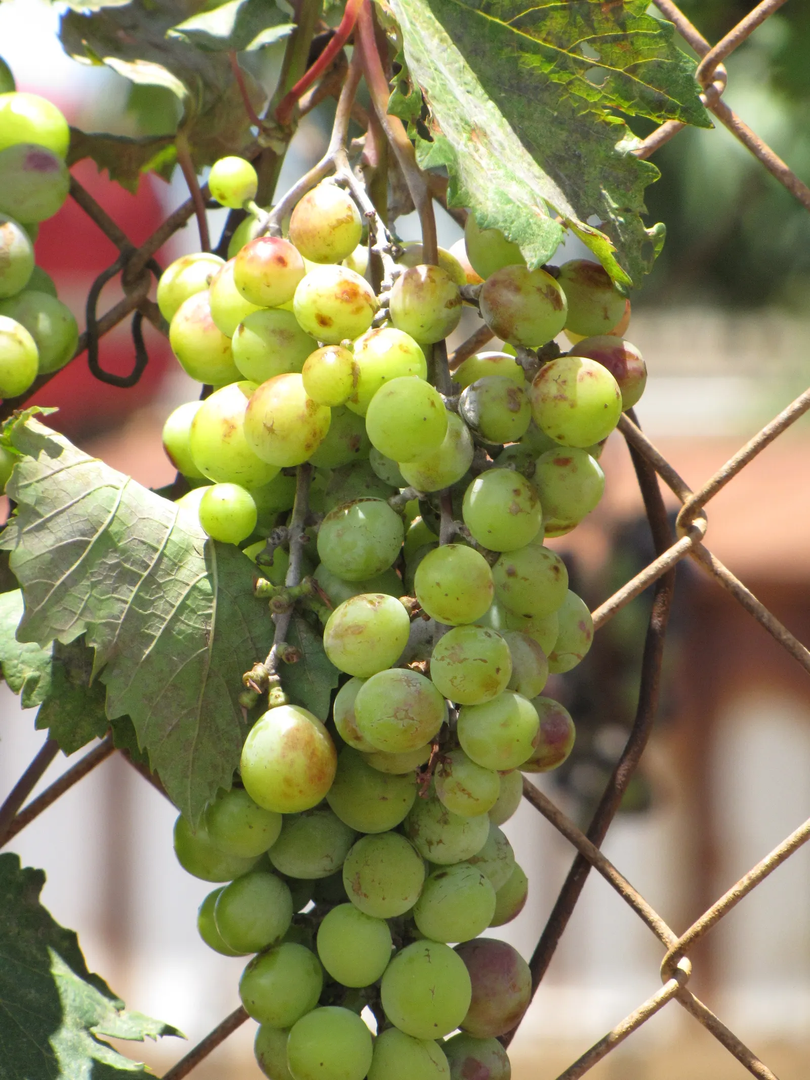 European Grapevine (Vitis Vinifera) — Its broad leaves enhance privacy, and in fall, they turn vibrant hues