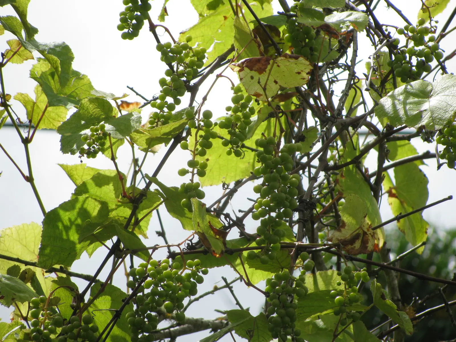 European Grapevine (Vitis Vinifera) — and dried grapes (raisins).<br><br>For landscape design