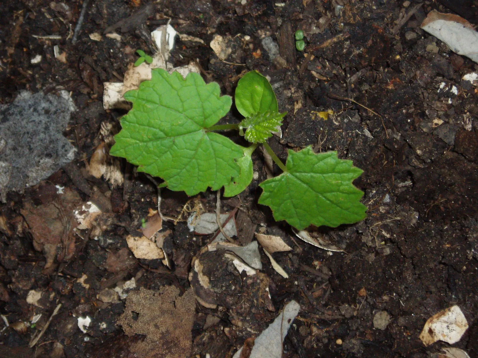 European Grapevine (Vitis Vinifera) — It typically reaches lengths of up to 40 feet; with leaves that can span 5 to 7 inches across
