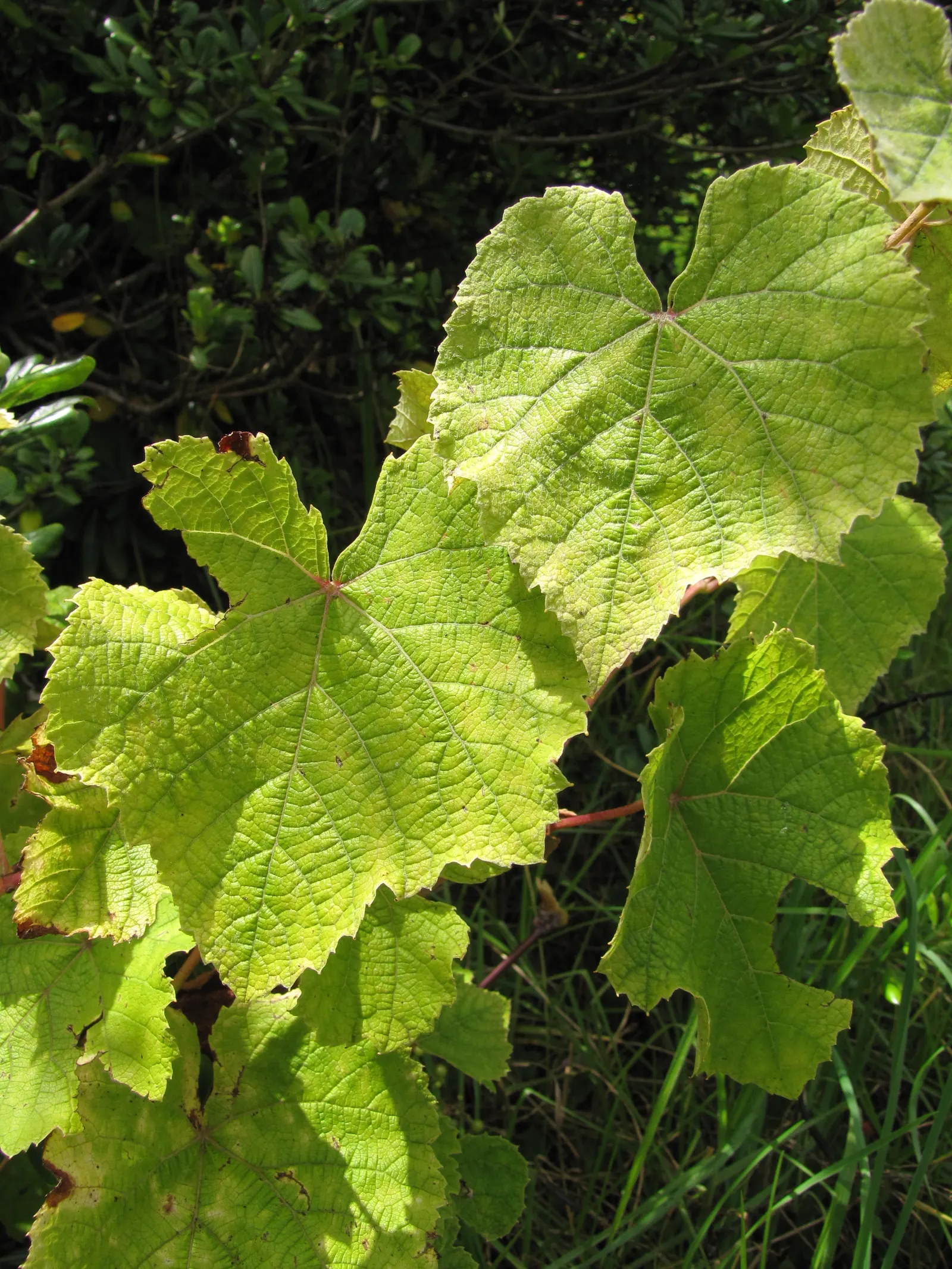European Grapevine (Vitis Vinifera) — It typically reaches lengths of up to 40 feet
