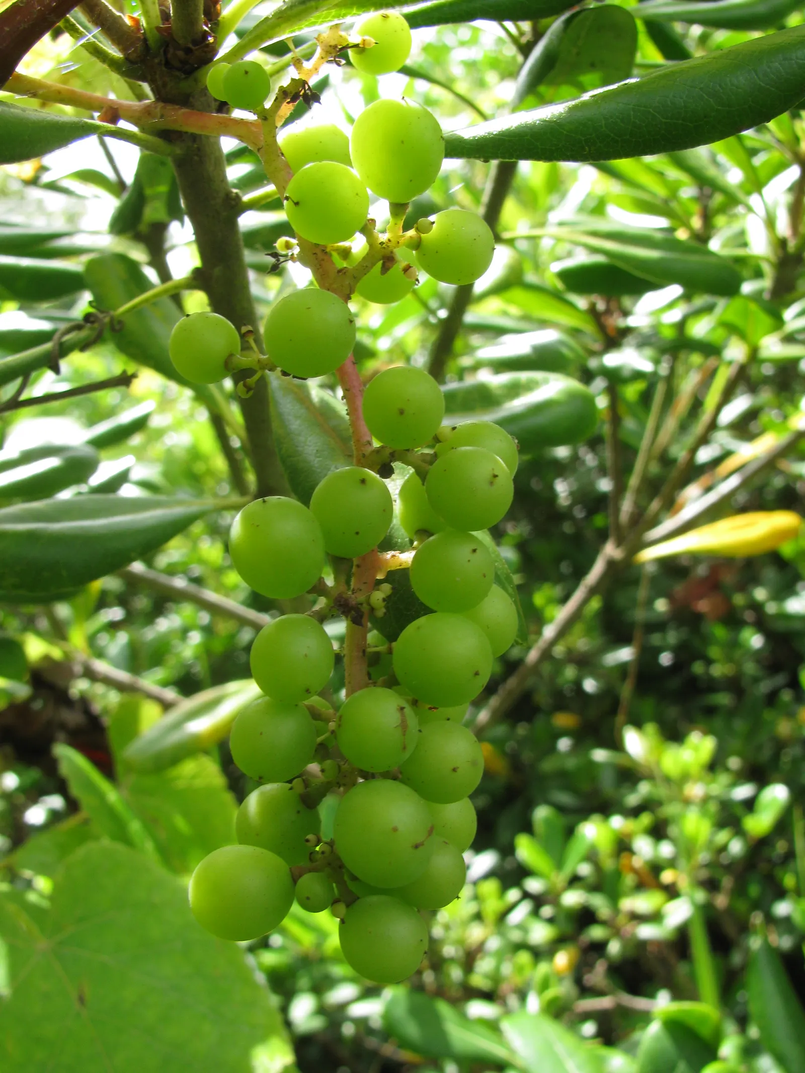 European Grapevine (Vitis Vinifera) — the vine produces clusters of small greenish flowers in spring; it typically reaches lengths of up to 40 feet, image 78