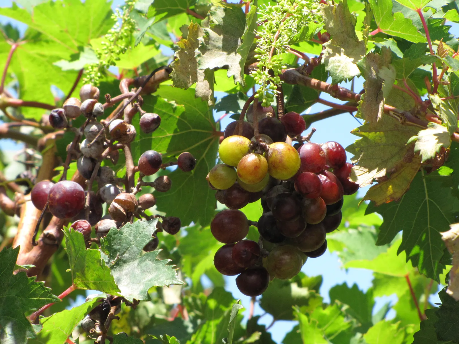 European Grapevine (Vitis Vinifera) — The vine performs best in full sun exposure; it typically reaches lengths of up to 40 feet