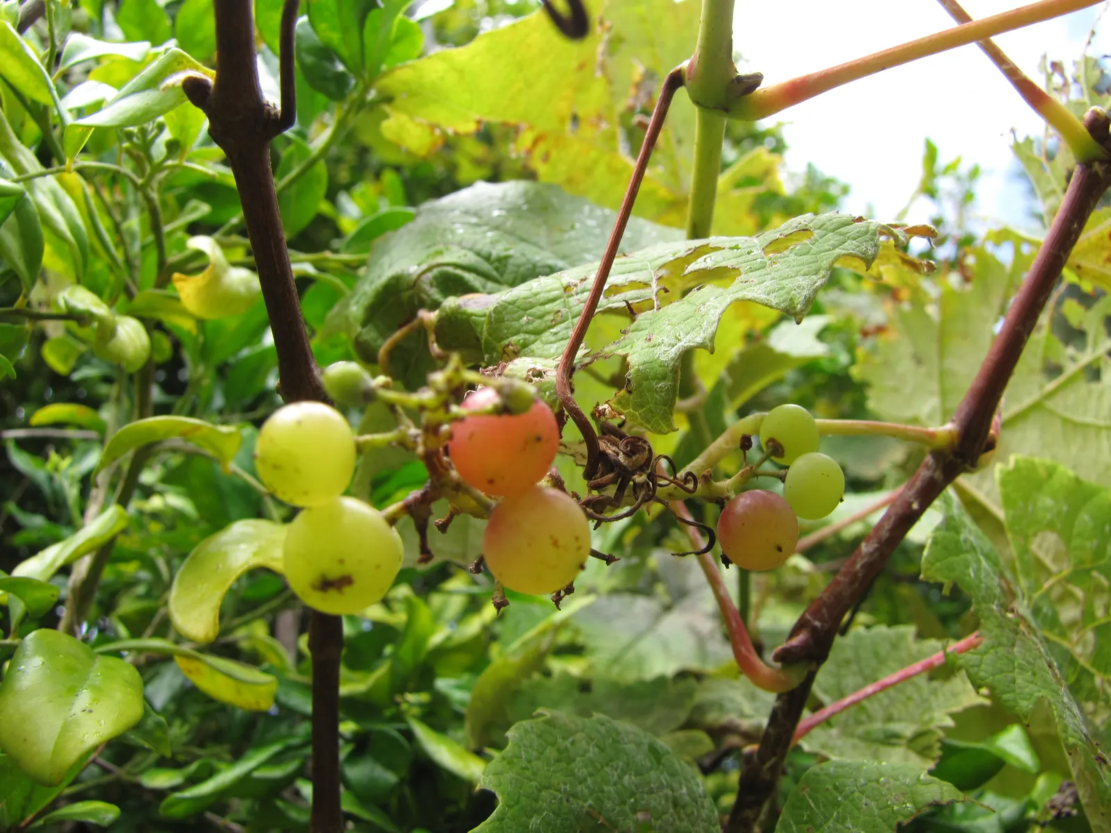 European Grapevine (Vitis Vinifera) — with leaves that can span 5 to 7 inches across; it typically reaches lengths of up to 40 feet, image 74