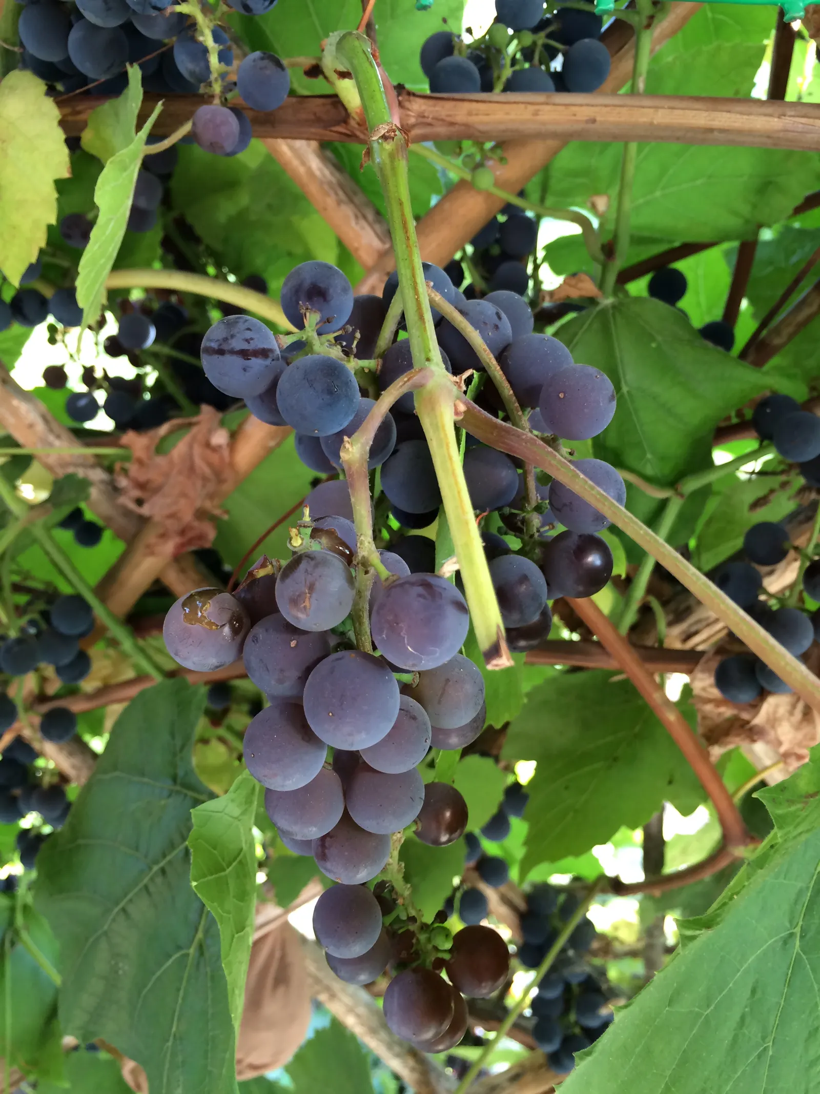 European Grapevine (Vitis Vinifera) — It typically reaches lengths of up to 40 feet; with leaves that can span 5 to 7 inches across, image 67