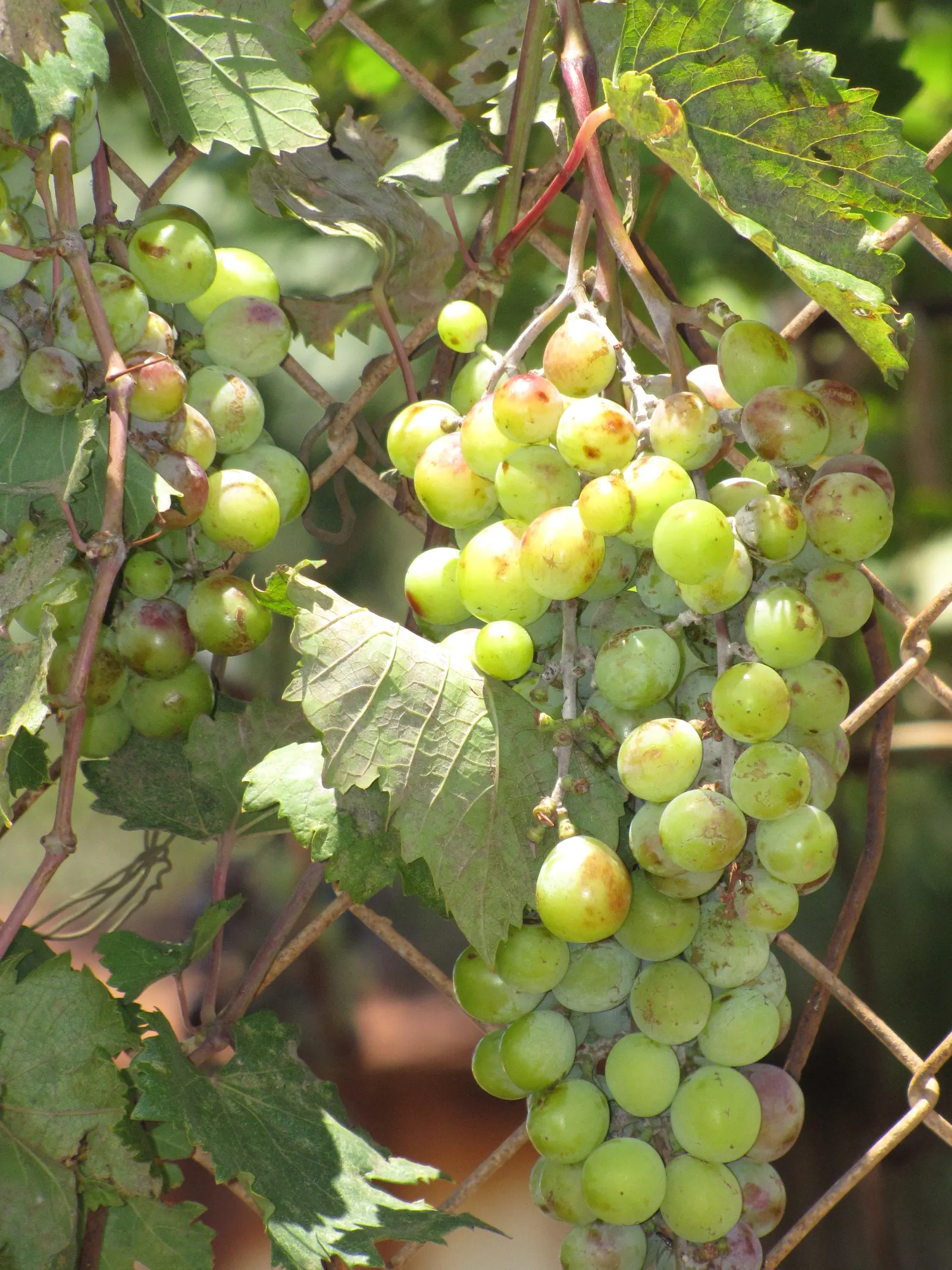 European Grapevine (Vitis Vinifera) — Its watering needs are moderate