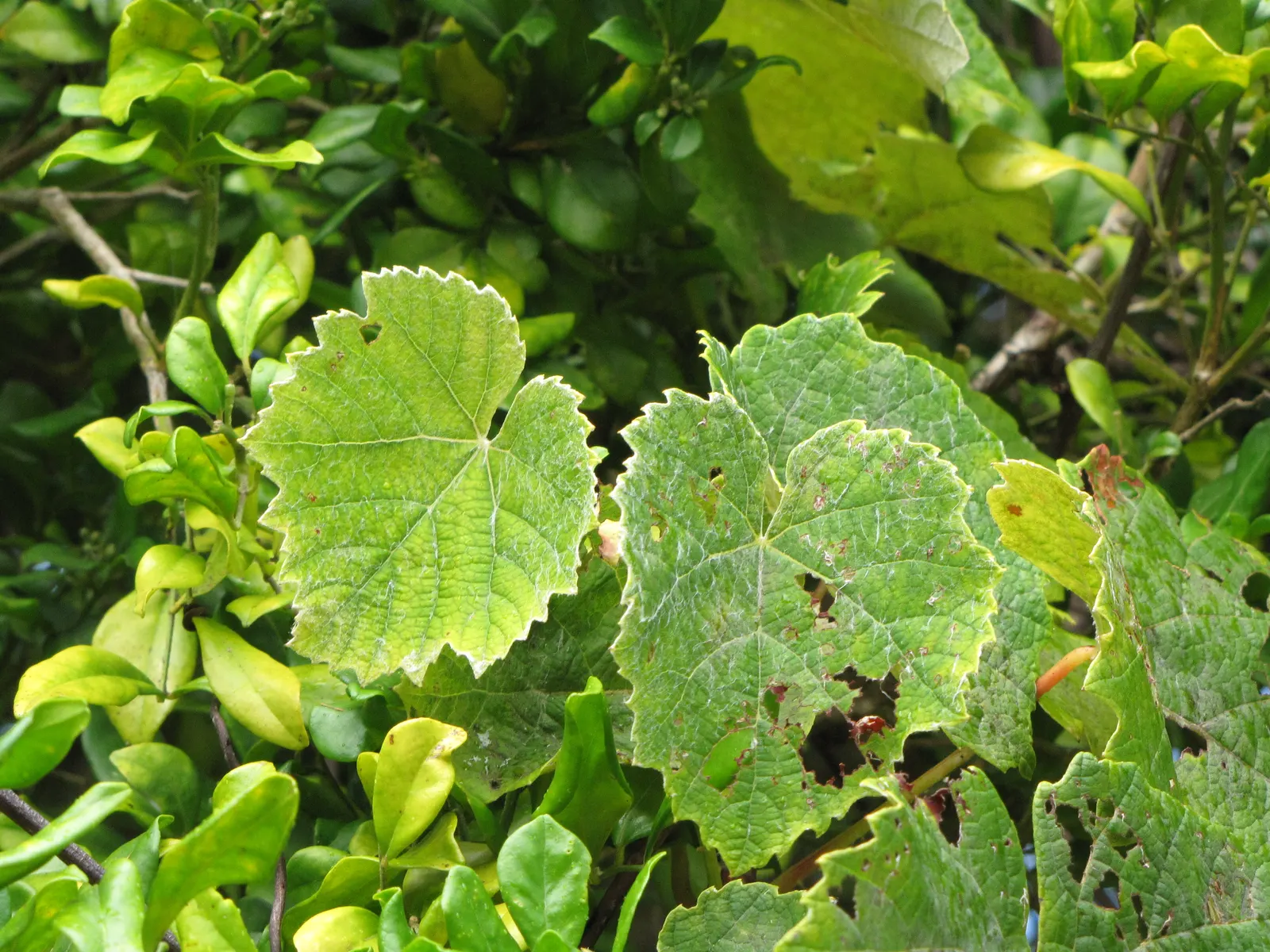 European Grapevine (Vitis Vinifera) — These fruit clusters can range in size but generally measure between 4 to 6 inches long