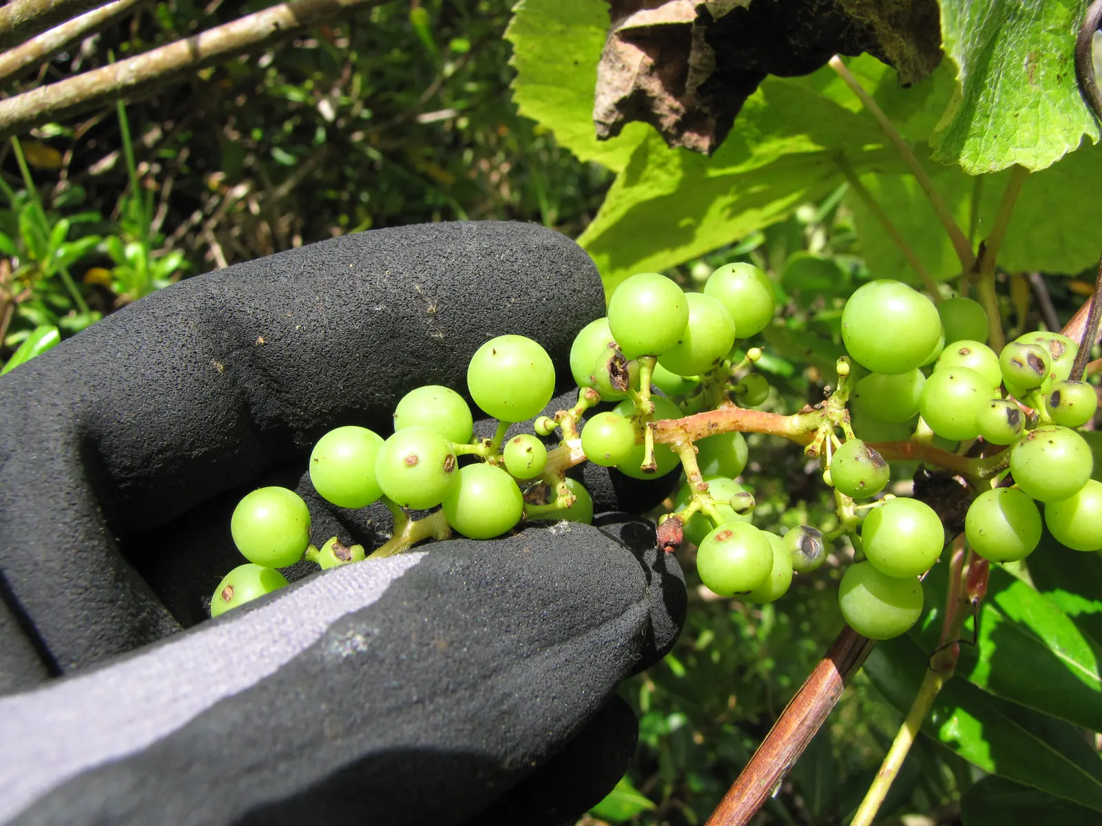 European Grapevine (Vitis Vinifera) — infrequent waterings once established.<br><br>This grapevine's foliage is a striking attribute; its broad, image 73