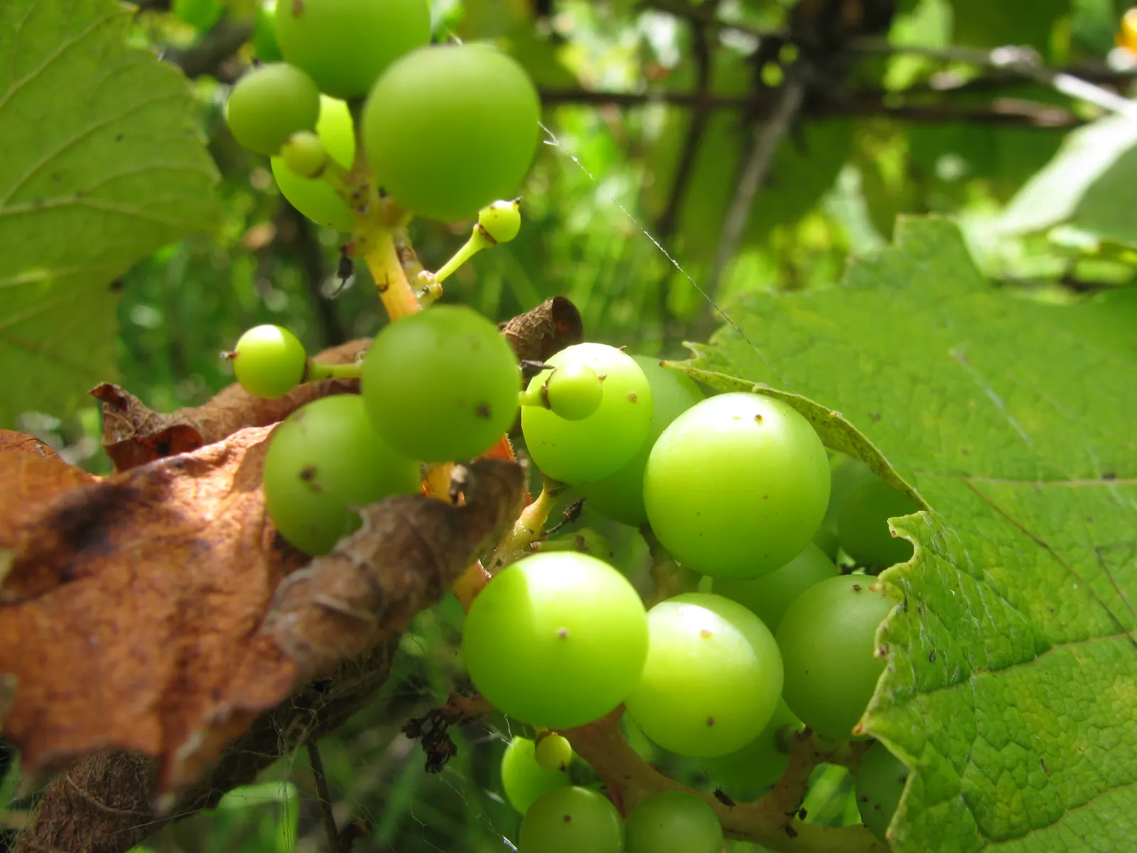 European Grapevine (Vitis Vinifera) — Vitis vinifera, the European Grapevine, is a deciduous vine cultivated for its fruit in zones 7-10