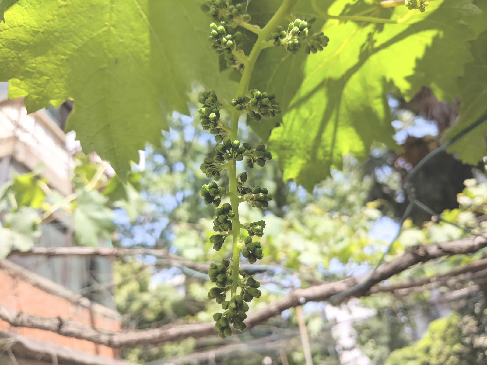 European Grapevine (Vitis Vinifera) — These fruit clusters can range in size but generally measure between 4 to 6 inches long; consider its growth, image 80