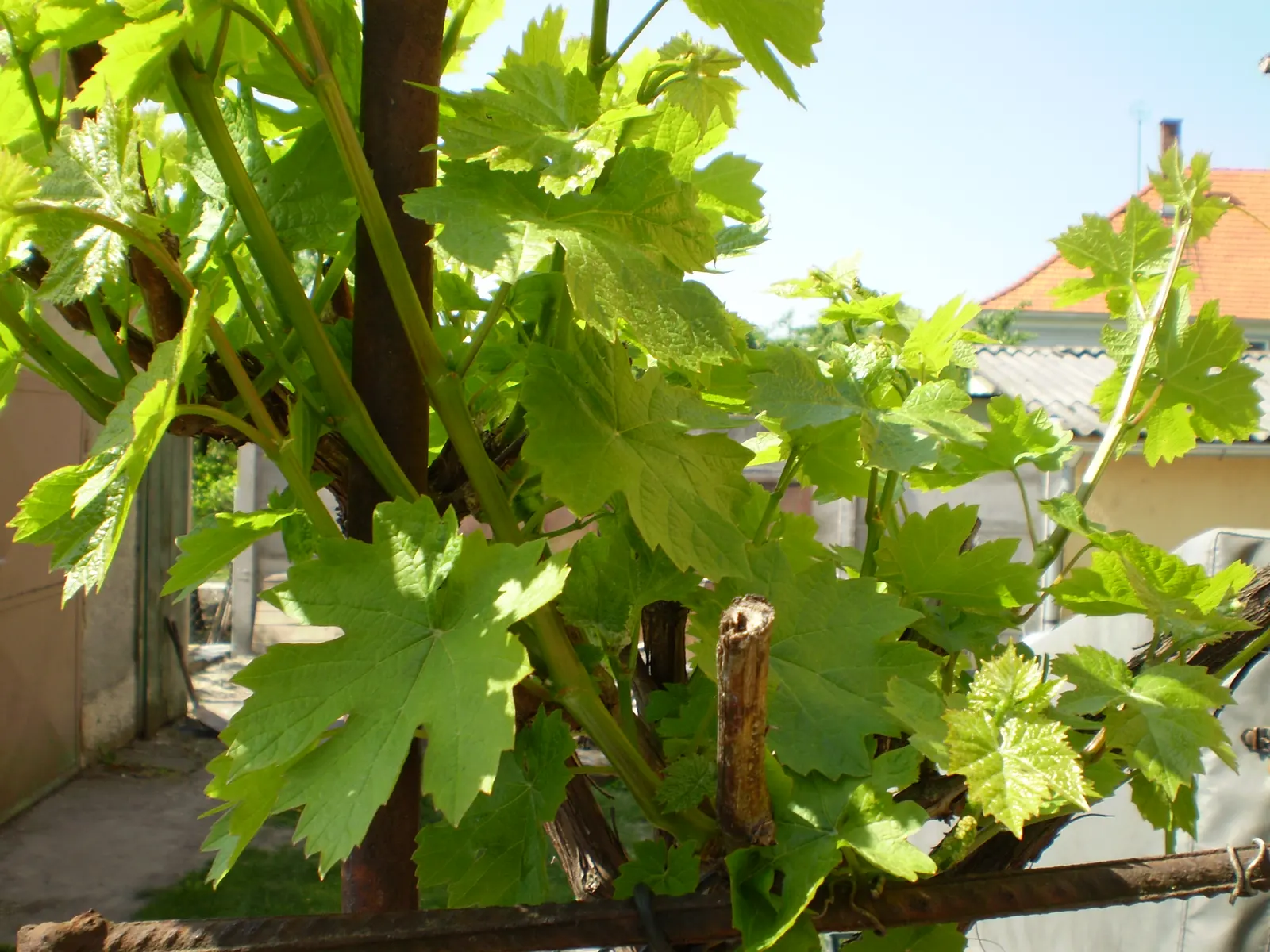 European Grapevine (Vitis Vinifera) — Its broad leaves enhance privacy, and in fall, they turn vibrant hues; consider its growth habit which, image 60