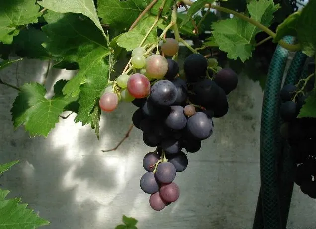 European Grapevine (Vitis Vinifera) — is an esteemed species known for its historical significance and widespread use in viticulture