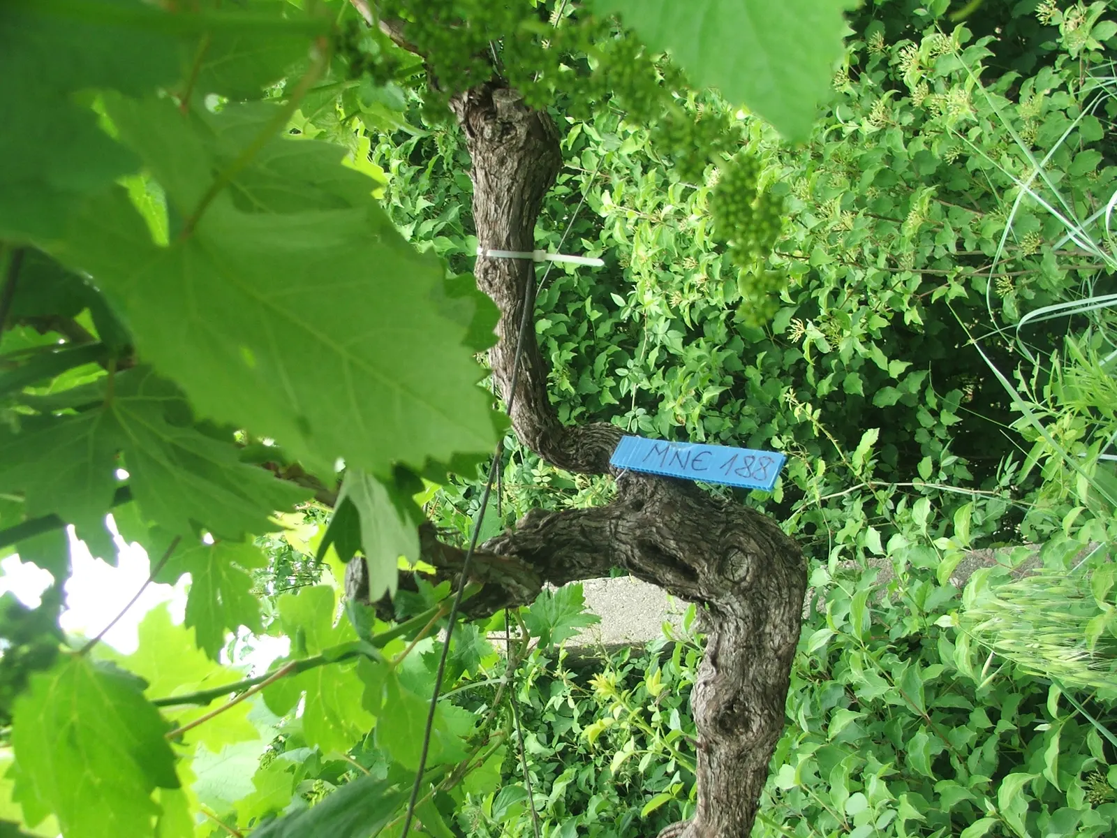 European Grapevine (Vitis Vinifera) — Yield varies by cultivar, with proper pruning essential for health and harvest; its broad leaves enhance privacy, and in