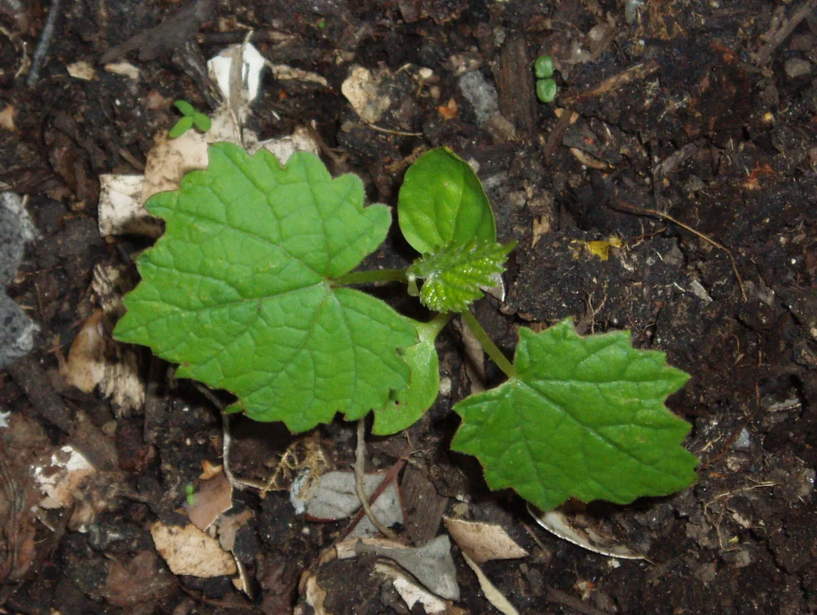 European Grapevine (Vitis Vinifera) — Yield varies by cultivar, with proper pruning essential for health and harvest