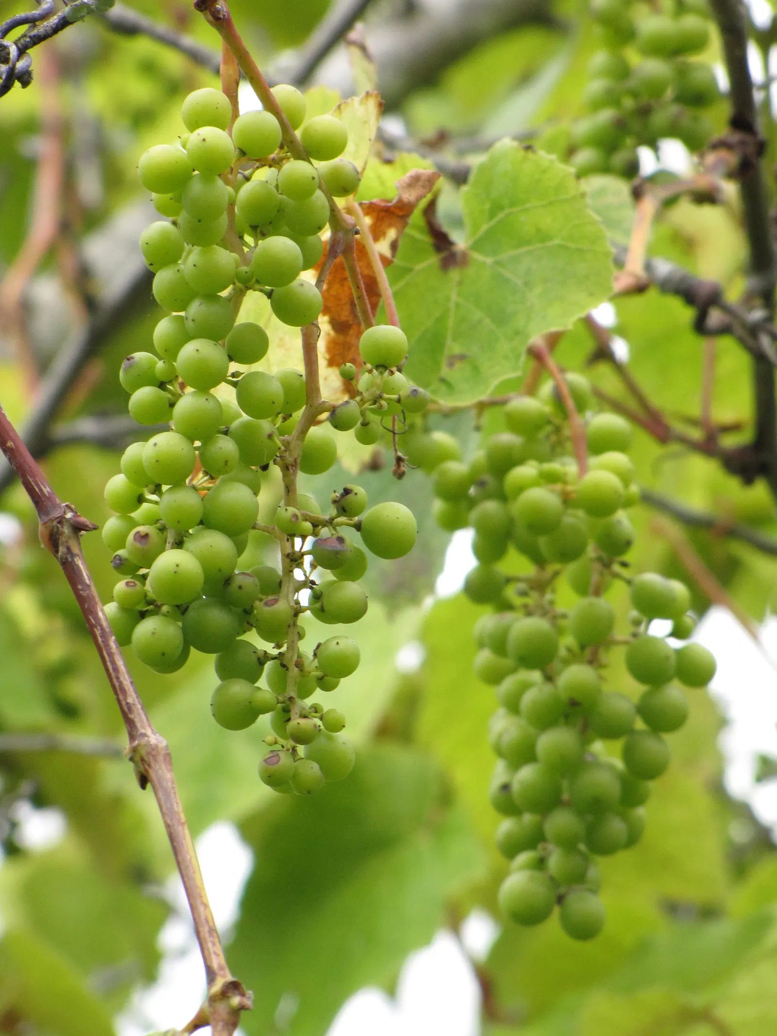 European Grapevine (Vitis Vinifera) — which then develop into grapelike fruits