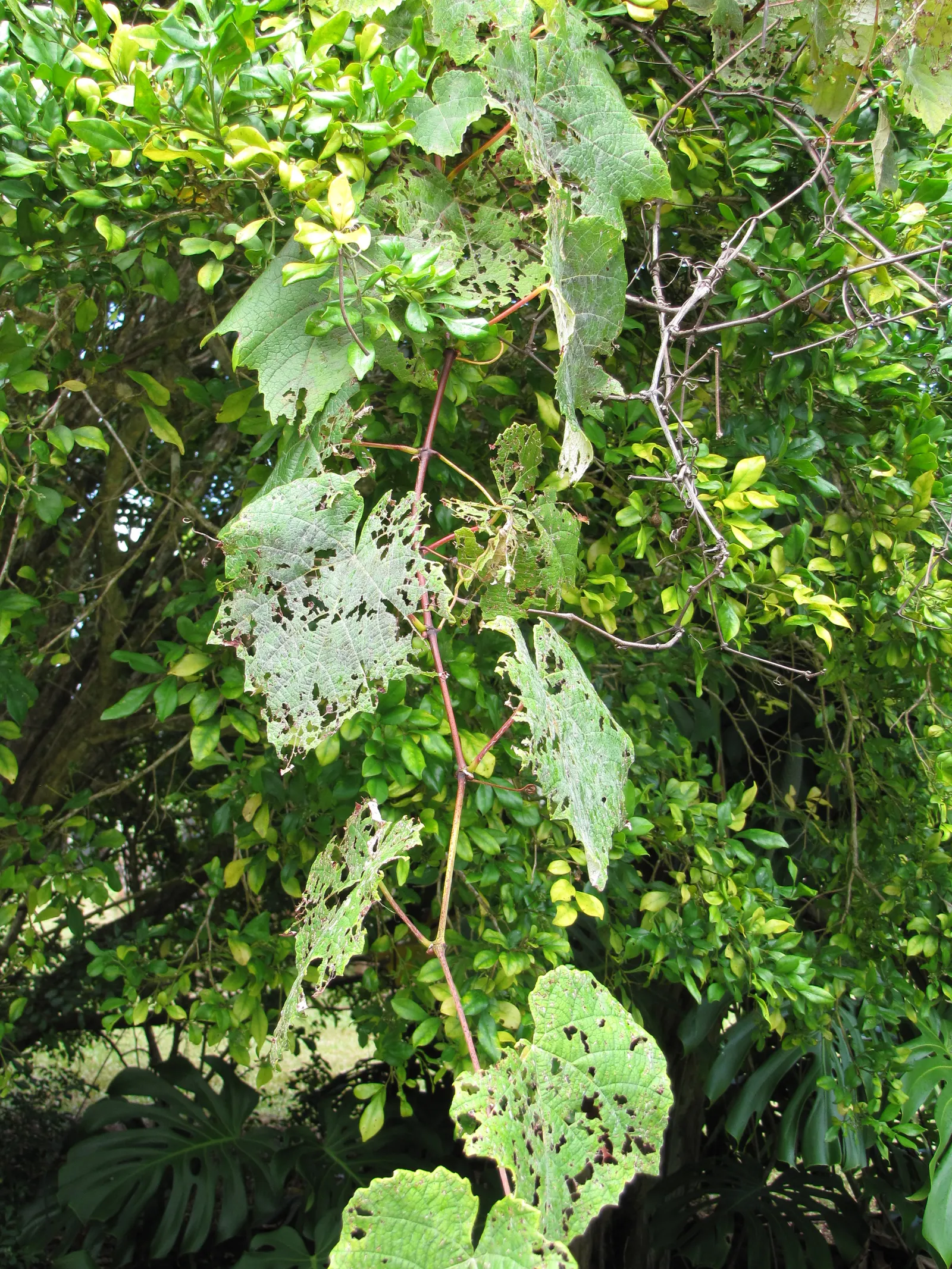 European Grapevine (Vitis Vinifera) — These fruit clusters can range in size but generally measure between 4 to 6 inches long; consider its growth habit which