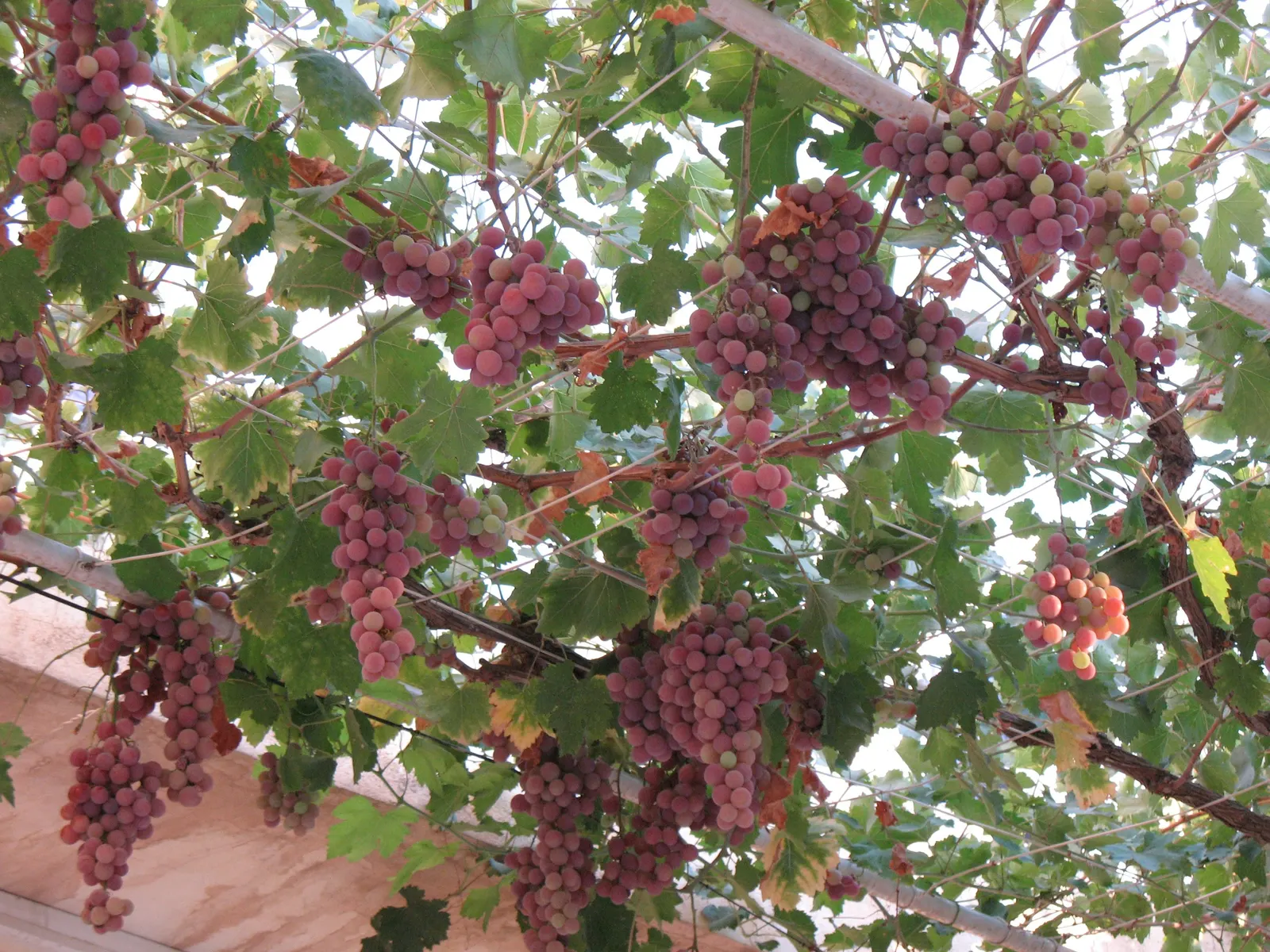 European Grapevine (Vitis Vinifera) — requiring at least 6 hours of direct sunlight daily; with leaves that can span 5 to 7 inches across, image 71