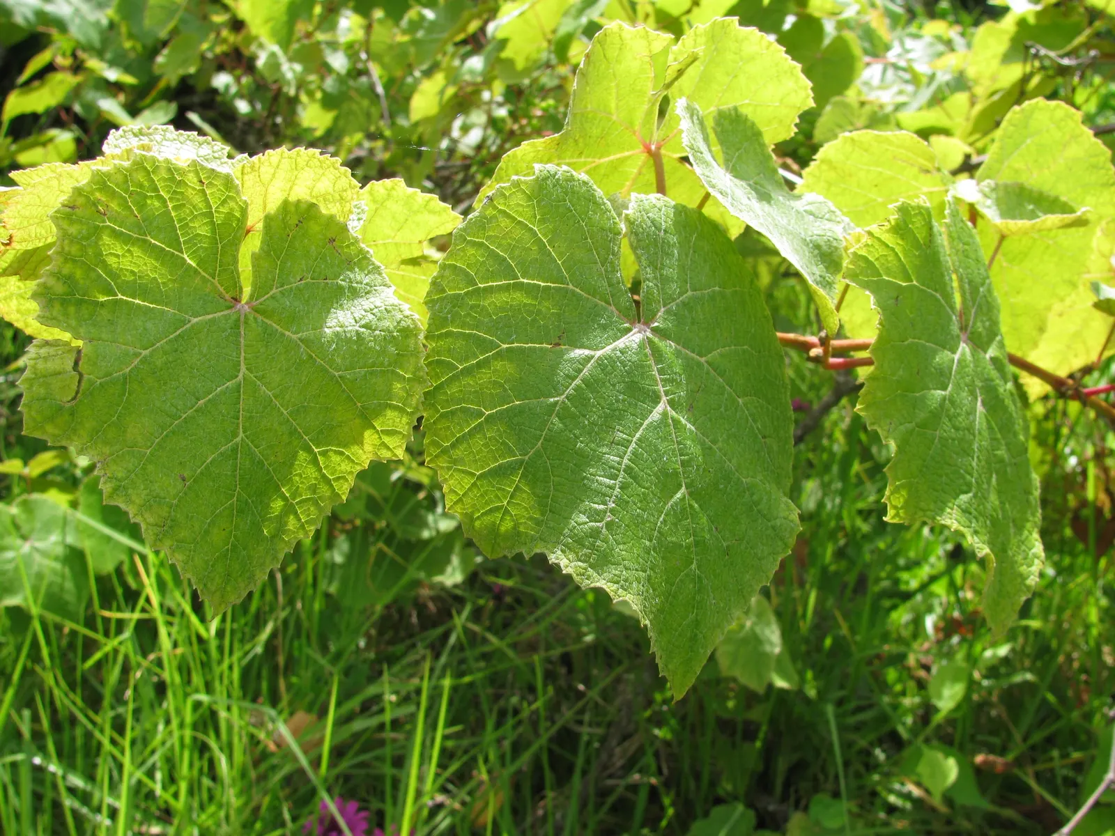European Grapevine (Vitis Vinifera) — This deciduous vine is native to the Mediterranean region