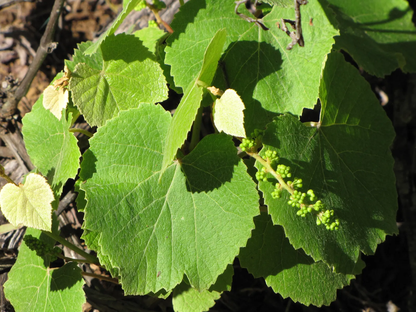 European Grapevine (Vitis Vinifera) — and dried grapes (raisins).<br><br>For landscape design; its broad leaves enhance privacy, and in fall, they, image 65