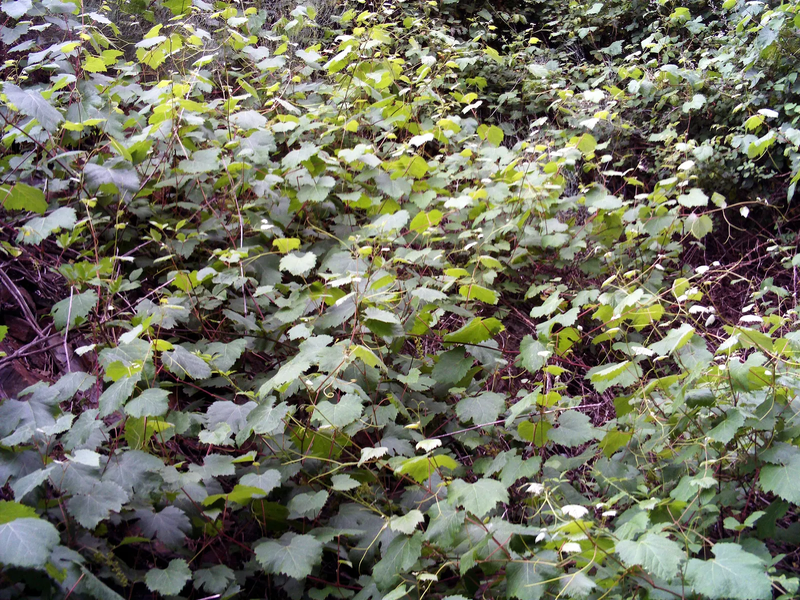 European Grapevine (Vitis Vinifera) — is an esteemed species known for its historical significance and widespread use in viticulture; it typically, image 62